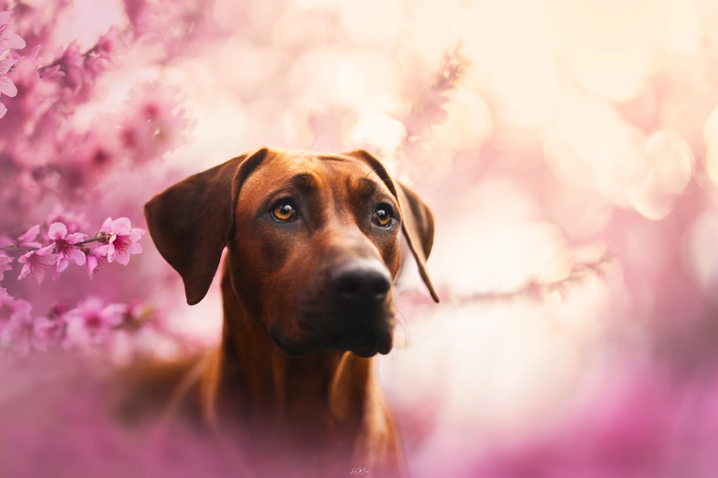 Sesiones Primavera🌸
No se si lo sabíais pero, supuestamente, este año, gracias a las lluvias incesantes de estas semanas, vamos a tener una de las mejores primaveras de los últimos años en cuanto a floración💐
La última semana de abril estaré haciendo sesiones en las amapolas y he decidido ampliar los huecos para si alguien más decide apuntarse:
📍Cataluña
📅28/05-04/05
🐕2 Huecos de sesión (COMPLETO)
Las fotos florales son de mis favoritas y los perros se lo pasan genial en los campos! Ponte en contacto conmigo y te paso toda la info para que puedas guardar estos recuerdos de tu/s pequeños para siempre😊🤍
#perrosdeespaña #perrosdeespaña #perroscataluña #gossoscatalunya #gossoscatalans #gossosbarcelona #gossosfeliços🐾 #sesiondefotosparaperros #fotografacanina #fotografiacanina #fotografiaperruna #dogphotography #dogphotographer #sonyespaña #rhodesianridgeback #rhodesianespaña