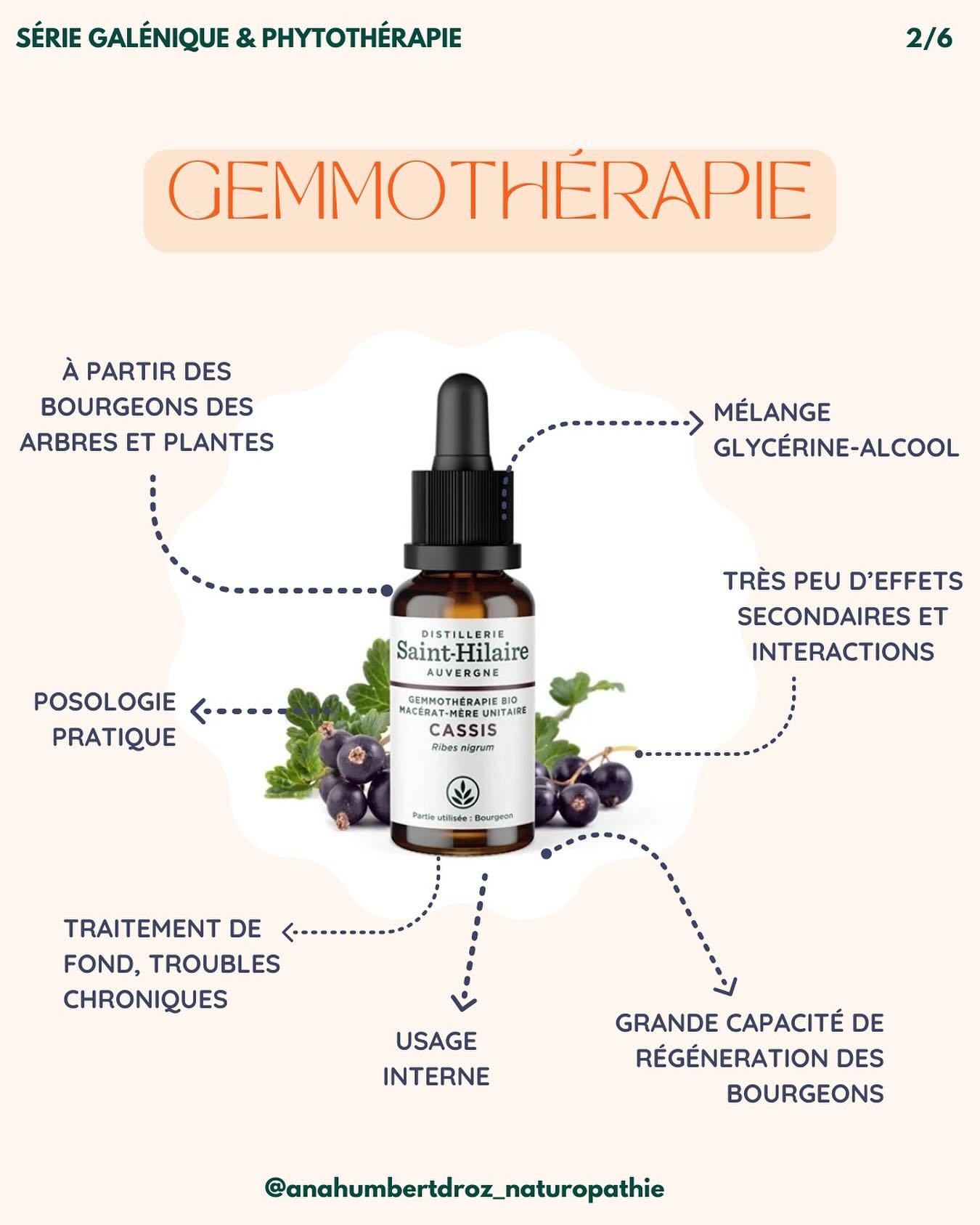 💫 Episode 2 de la série Phytothérapie ! 🌿
La gemmothérapie (aussi connue sous BMG) est une branche de la phytothérapie qui utilise les bourgeons, jeunes pousses et radicelles des plantes pour leurs propriétés thérapeutiques. Ces parties renferment un concentré d’actifs (minéraux, vitamines, hormones de croissance, acides aminés, enzymes, etc.), ce qui leur confère une action globale et profonde sur l’organisme.
Quelques bourgeons phares et leurs propriétés :
🫐 Cassis (Ribes nigrum) → Anti-inflammatoire, tonique, antiallergique.
🌿 Tilleul (Tilia tomentosa) → Calmante, favorise le sommeil.
🌳 Chêne (Quercus robur) → Stimulant physique et mental.
🍎 Pommier (Malus domestica) → Régule le système hormonal.
💡 La gemmothérapie se prend souvent sous forme de macérat glycériné (pur ou dilué) et s’intègre facilement dans une routine bien-être.
🤰🏻 Convient aux femmes enceintes et aux enfants : dû à la faible présence d’alcool dans les macérats glycérinés (toujours vérifier avec son médecin).
🌷 Idéale au printemps : c’est la saison de la récolte des bourgeons, ce qui en fait une période parfaite pour démarrer une cure et soutenir le corps dans son processus de détoxification naturelle.