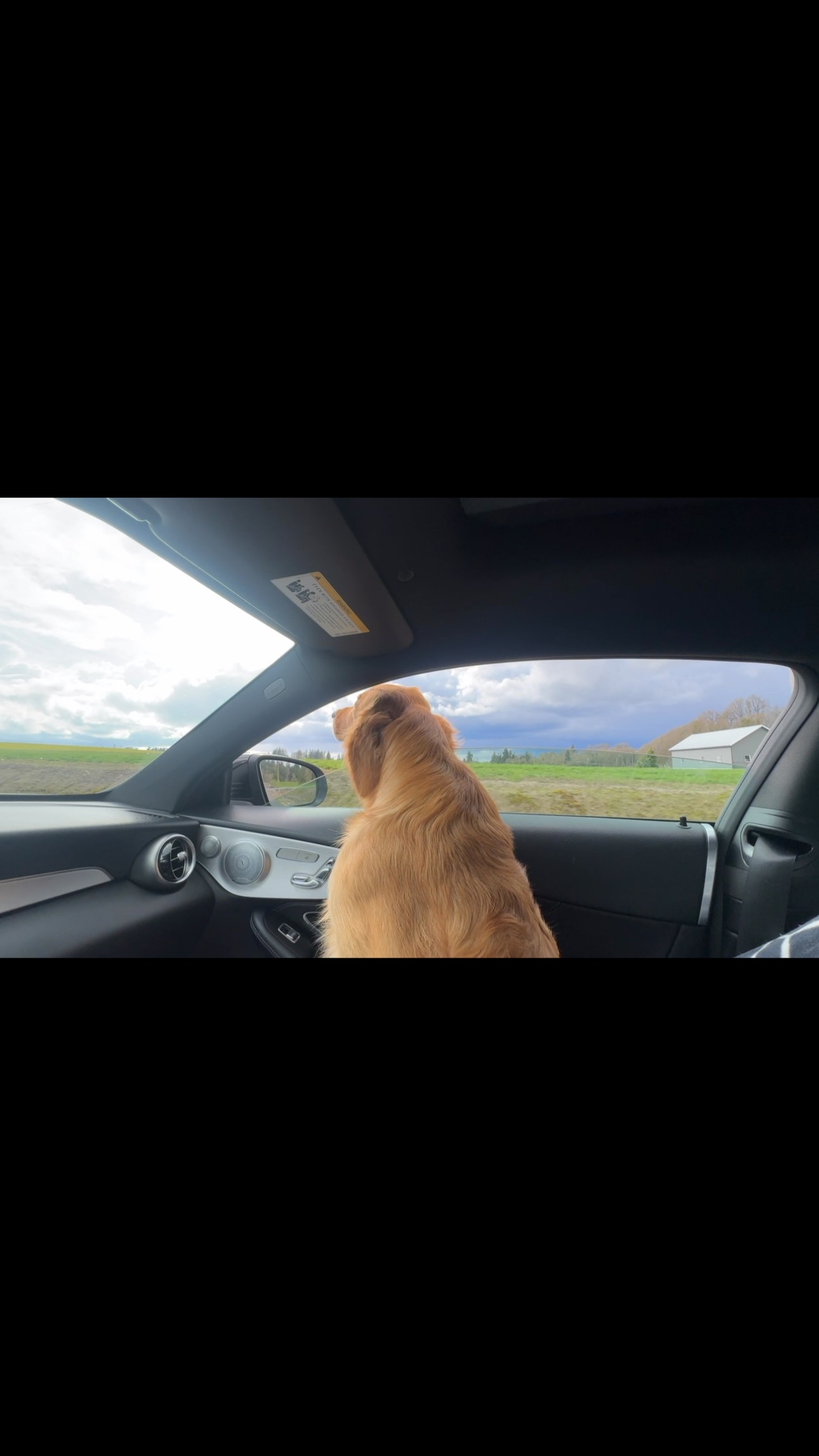 My golden retriever being LDR-coded ❤️