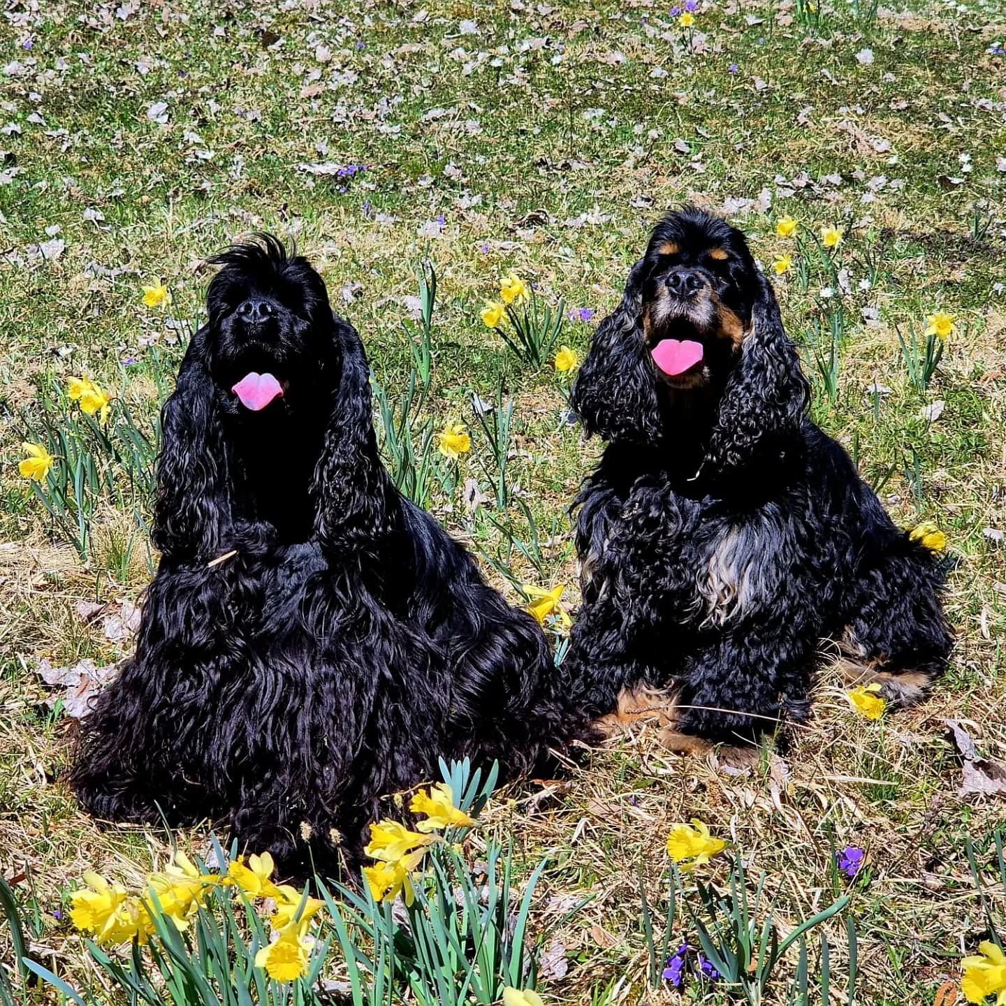 Frühling im Jura
#daffodils #americancocker #cockerspaniel #springflowers