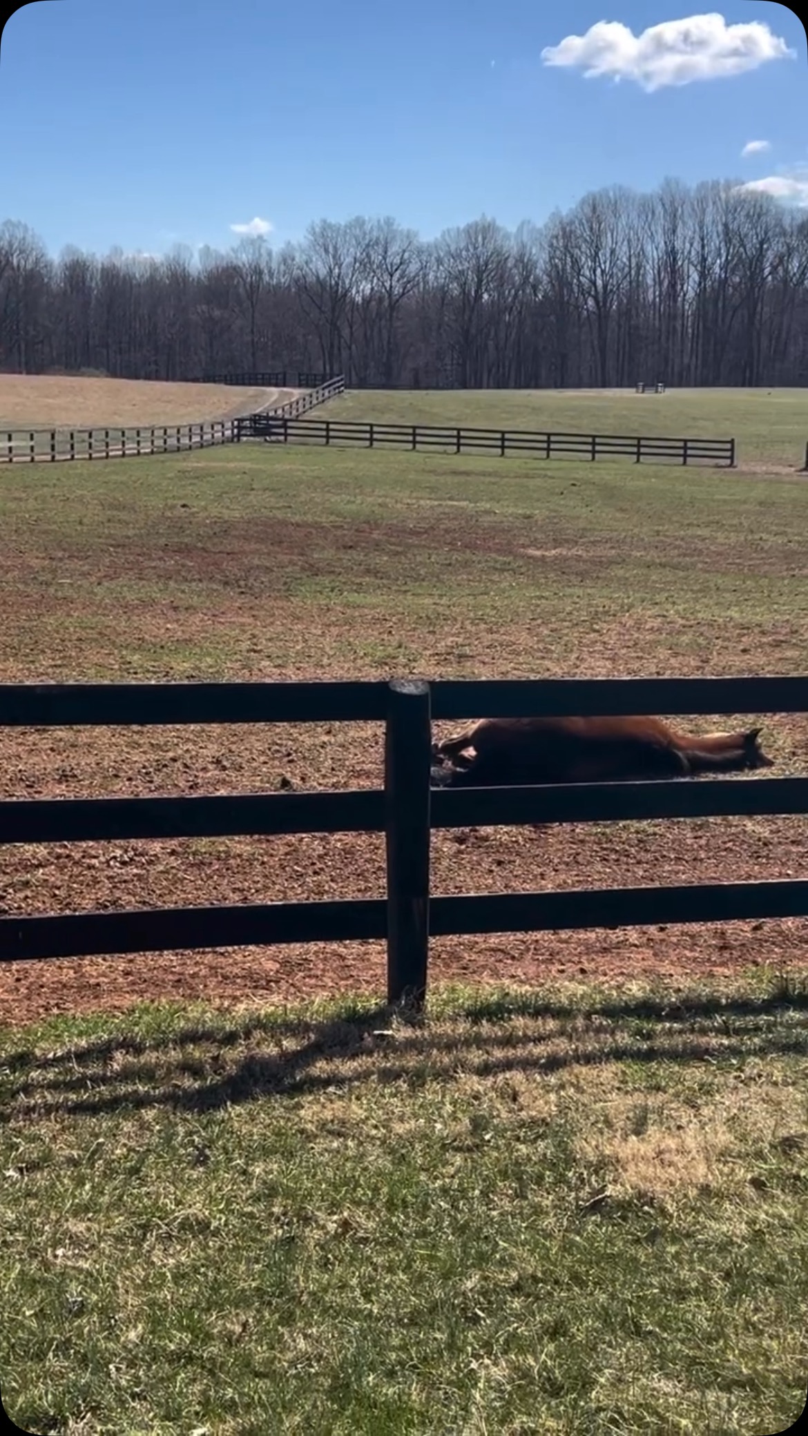 Naptime at Nalani 😴🐴🩵