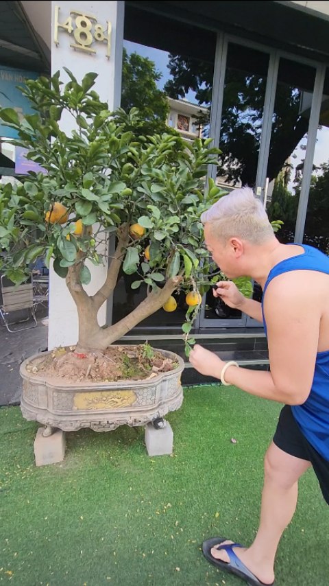 POMELO #BONSAI 🌳 in Vietnam.. mature with massive trunk and fruit! 🤩
:
:
👉👉follow @TUBLOOM 👈👈 www.instagram.com/tubloom for daily garden inspirations, travel tips, & food awesomeness globally 🙌 #Tubloom to be featured
:
:
TuBloom #travelwithtu #Travelgram #Travelholic #Travelbook #Traveller #Travel_Captures #Instatravel #SeeTheWorld #TravelTheWorld #TravelAddict #Travellingram #TravellingThroughTheWorld #TravelIsLife #TravelWithMe #TravelCouple #WorldTraveler #MyTravelStory #WanderingSoul #TravelMoments #JustTravel #Globetrotter #NextDestination #LetsTravel #HappyTraveller #TravelTips #TheBestDestinations #TravelInspiration #TravelJunki