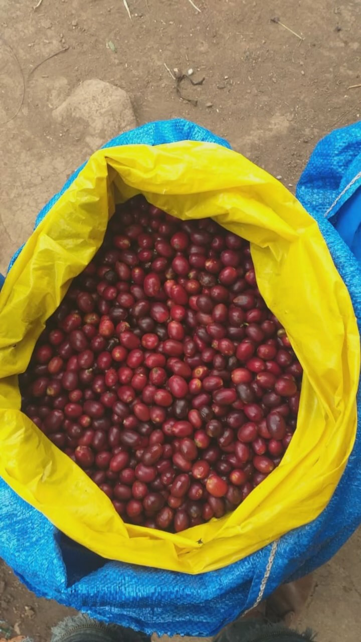 🍒 Working on the 2025 harvest! These are just some of the innumerable steps involved!
🔗 Going to #scahouston in April? Sign up for a cupping w us at the link in our profile. It will be epic w about 35 coffees to try—from carbonic maceration naturals to yeast ferments, fruit ferments to geishas and beyond.
#greencoffee #specialtycoffee #nicaragua #naturalprocess #honeyprocess #thirdwavecoffee #coffeesourcing #maracaturra #goldenbeannorthamerica #directtrade #directtradecoffee #coffeeprocessing #sustainablecoffee #biodynamiccoffee #coffeeprocessing #coffeeroasting #coffeefarm #sampleroasting #goldmtncoffee #besocialbegold #coffeefermentation #carbonicmacerationcoffee #nicaraguancoffee #fightingpoverty #washedprocess #yellowcaturra #maragogype #scahouston #fruitfermentcoffee #scahouston #fruitfermentationcoffees #scahouston2025