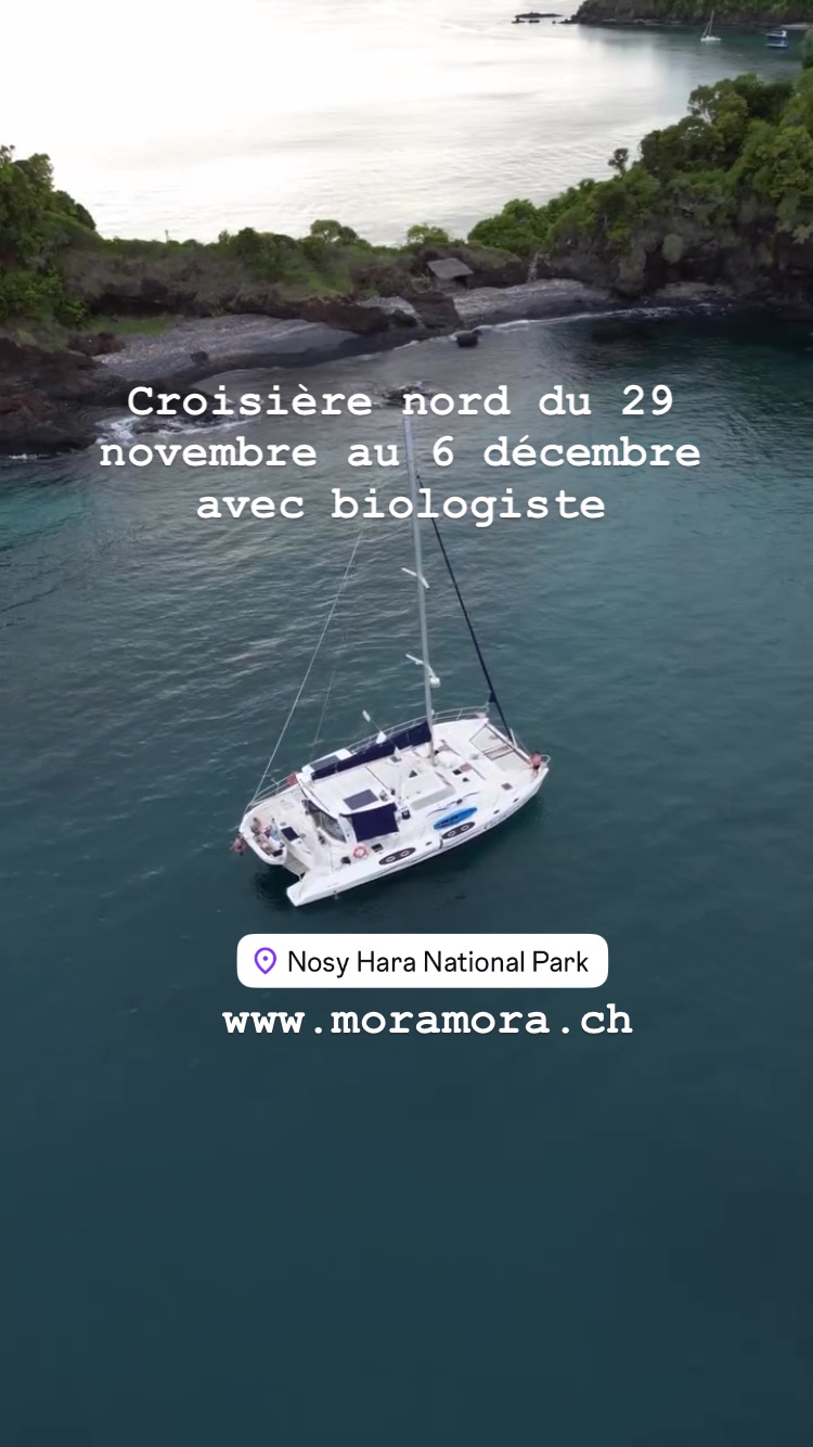 Croisière nord avec naturaliste spécialiste des nudibranches et un biologiste . Venez nous rejoindre sur un catamaran de luxe. #moramoratravel #moramoradivers #sakatialodge #madagascartravel #citizenscience