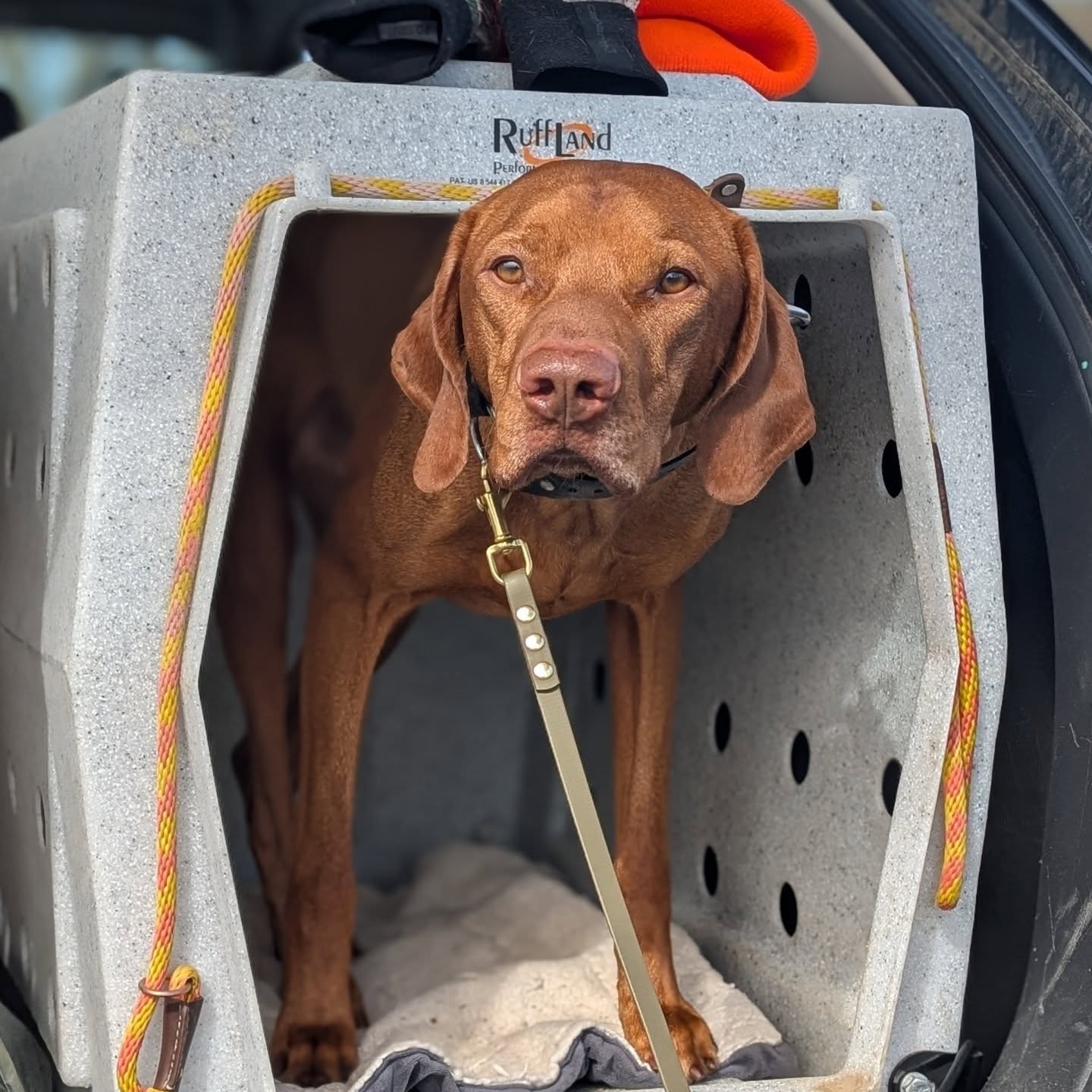 Ezra earns his first Senior pass this weekend at the GSPCI spring test! 🧡
.
#akchunttest #vizslalife #vizslasofinstagram #vizslagram #vcaversatilevizsla #vizslasofchicago #birddog #citydog #puppylove #solterravizslas