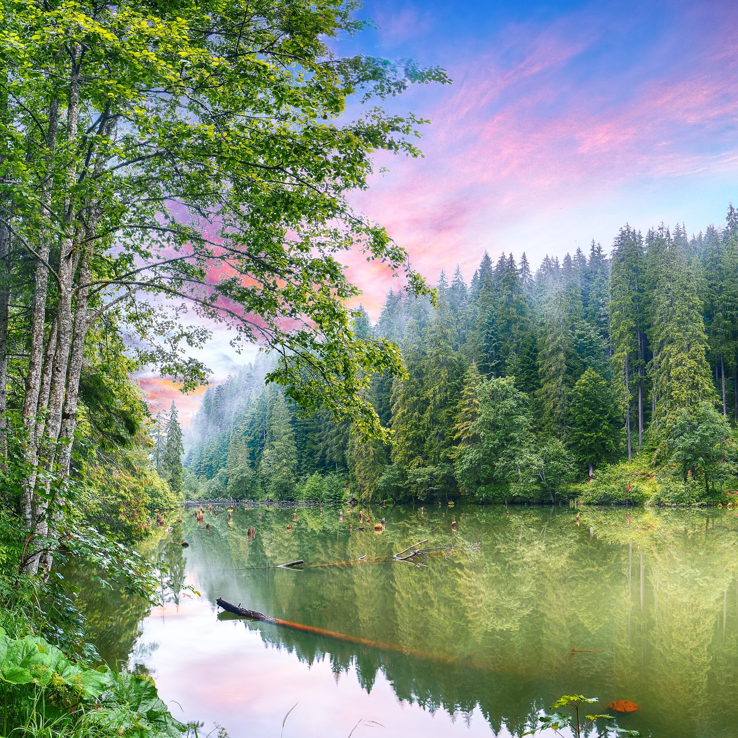 I love trees. The view, the smell, the feel of them...