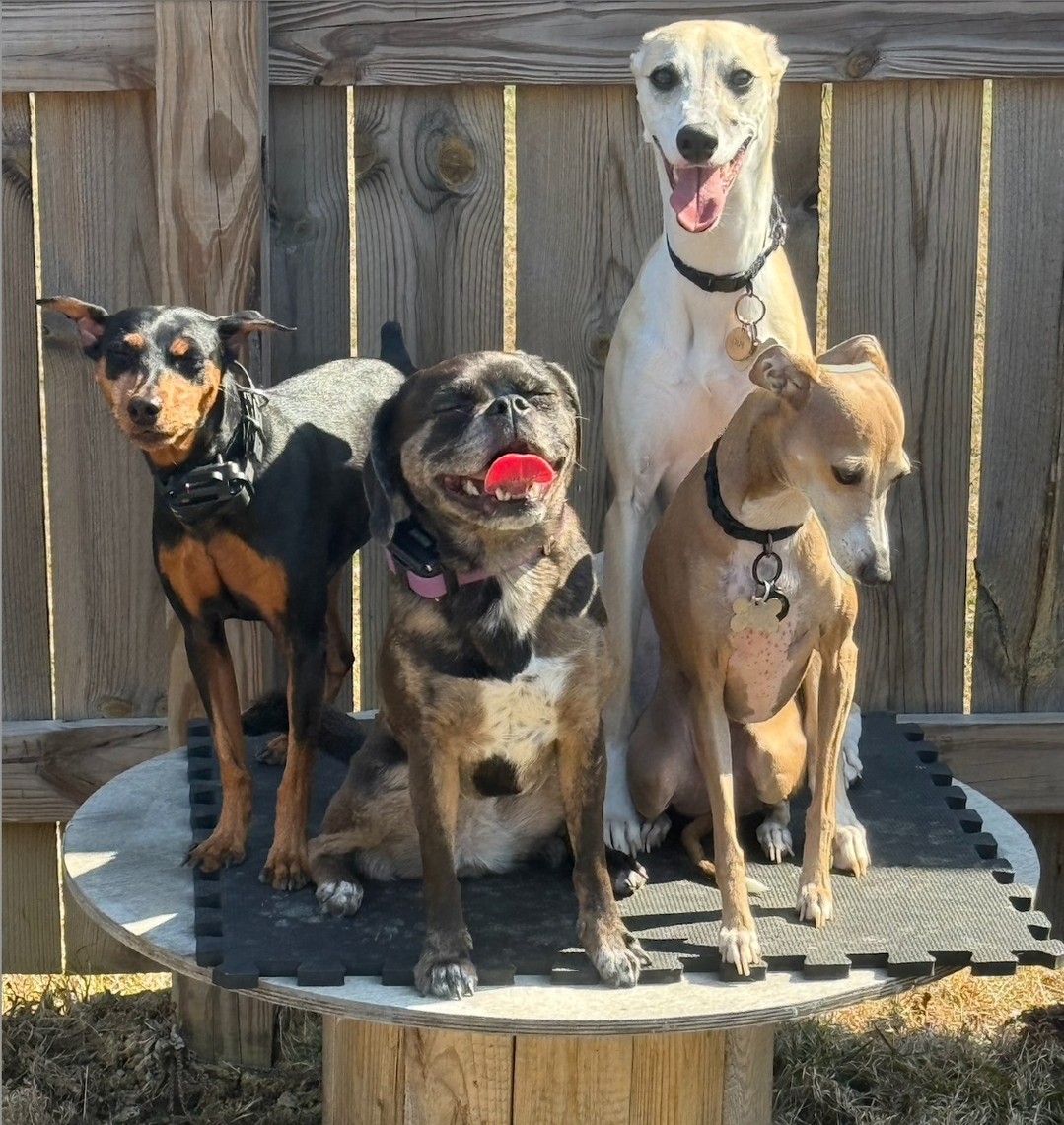 April Fools? Not quite. 😆🐶
Getting four different dog breeds to pose for a photo? Nearly impossible. The second one sat still, another decided it was time to move! But here’s the thing—breed matters when it comes to training.
Some dogs need firm guidance, others thrive on encouragement (or an endless supply of treats). What works for a timid small breed won’t always work for an eager-to-please retriever. That’s why training isn’t one-size-fits-all!
Need help figuring out what approach works best for your pup? We’ve got you covered. #DifferentBreedsDifferentNeeds