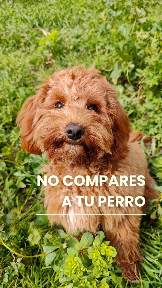 🐾 Cada perro es único, y como tal, tiene sus propias experiencias, emociones y dificultades.
📍Cualquier caso ajeno al propio puede mirarse como referencia o inspiración, pero mejor no comparar.
📍 Ayudar a tu perro a encontrar la manera de que el problema deje de serlo es un proceso que requiere coherencia, constancia y paciencia, pero te prometo que el resultado da gusto.
.
.
.
.
.
.
.
.
#educacioncaninarespetuosa #educacioncanina #dogcare #comportamientocanino #doglover #dogcaretips #perros