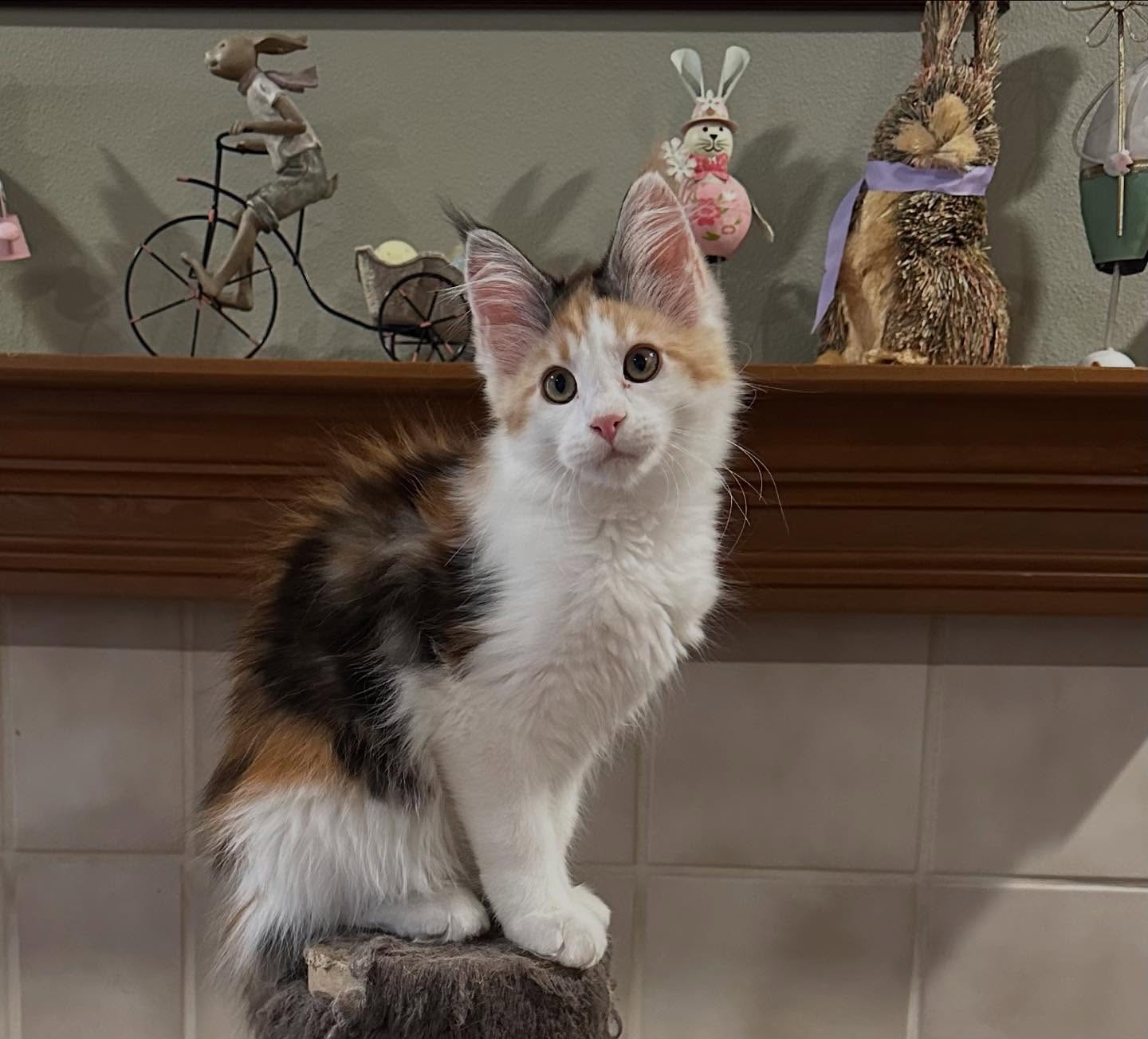 ***Lucy has found her new home ***
Lucy is such a cute baby girl. She’s a pedigreed Maine Coon, brown classic torbie with white. Everyone has been looking for boys lately and totally missing out on Miss Lucy. If you are interested in this sweet girl email me at: mtnviewmcc@gmail.com. #mainecoonkittensofinstagram #mtnviewmcc #mainecoons
