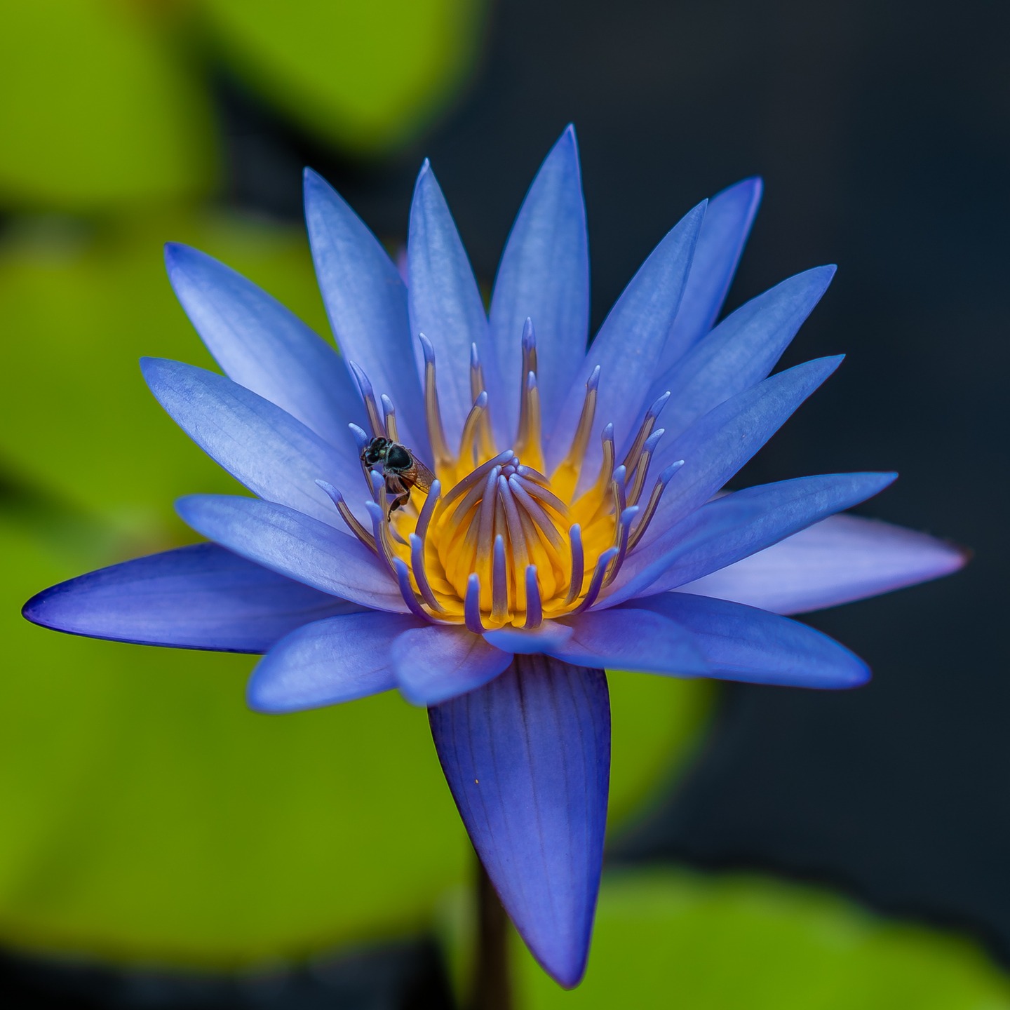 I wonder who works harder - the flower or the bee?
Finally noticing a clean water lily without mites all over the flowers.
