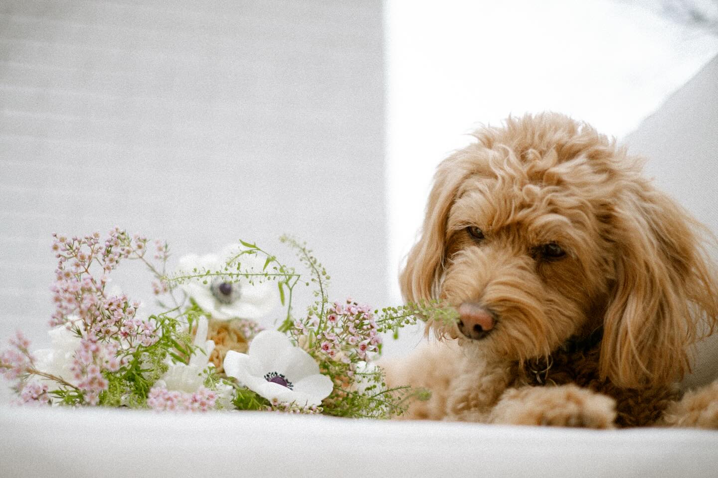 Could there be a cuter combination than anemones and goldendoodles? #weddingflowers #floraldesigner #nightanddayfloral