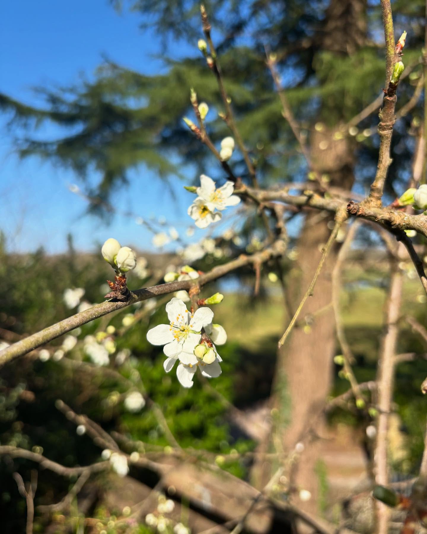 🐝 We hope you’ve had a great weekend and had time to get into the fresh air and enjoy the sunshine! Our bees are certainly enjoying the warmth and are building up very fast. They’ve got lots in the garden to keep them happy; fruit trees are starting to flower (fingers crossed, no more frosts please!) and we have been busy germinating sweet peas and sunflowers.
🍯 On Saturday 5th April we’ll be at the Allendale Spring Craft Fayre in Wimborne from 10am - 4pm. Please also support the Seed Swap at Trinity Church in Ringwood where you’ll be able to get your hands on some of our sunflower seeds.
🌼 As our events start to build up and our Bee Experience days restart, we become very busy again. Do remember that you can still order via our website and our honey is also available at various locations:
@thenoisylobster
@thebaytree_ferndown
@gulliversfarmshop
@bakehouse24
@thecellar.ringwood
@timberringwood
#honey #bees #beeswaxcandles #fruittree #nature #beekeepers