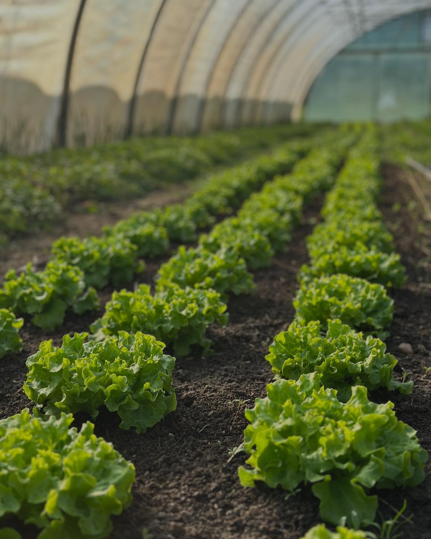 Während die Salate fröhlich wachsen und diese Woche der erste Mangold geerntet wird, fängt es im Gewächshaus langsam an zu blühen: die ersten Ringelblumen erfreuen uns mit ihrer Pracht und der postelein geht ebenfalls in die Blüte
#marketgarden #marketgardening #hitzacker #csa #solawi #solidarischelandwirtschaft
