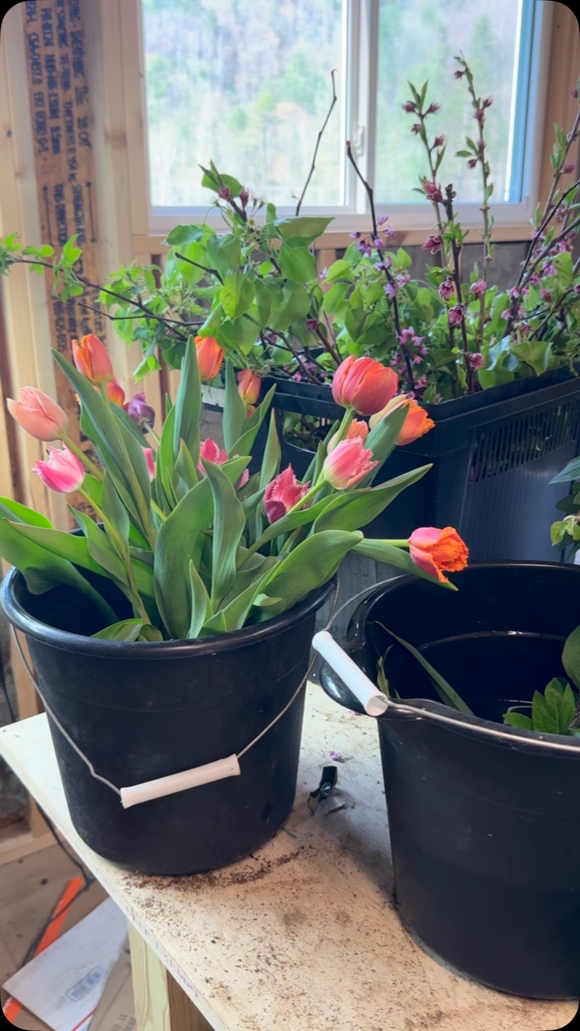 Behind the scenes in the flower studio today! Dang yall, I don’t think you can beat farm grown spring flowers