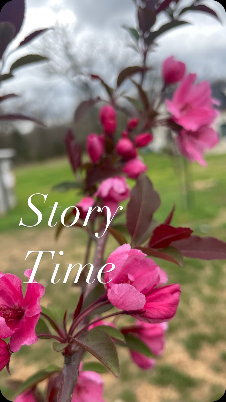 I could feel the anxiety coming on. An attack on the mind; first the problems of the world, then came the anxiety about our business, then family problems. I remembered a few weeks back I had noticed baby trees coming up at the root of all the dead fruit trees! I couldn’t quit taking pictures at the time and thinking, how on this earth could a tree have died 3 years prior and now be making multiple trees from the root?? I was so sure we had killed all but one fruit tree and mowed down all the elderberries on accident. He showed me this anomaly weeks in advance because He knew I would need this message soon. In that moment of seeing the new trees I was overwhelmed with awe and wonder at how He could take something so OBVIOUSLY dead and bring life out of it. It hit me, He will provide and He will multiply. I heard that message weeks before I needed it! Do NOT be anxious! He will multiply what you have. You don’t have to bear the burden of those anxious thoughts and fears. He will take those from you too! That is what He paid the price for! He died to remove the curse of death and to remove the curse of anxiety, sickness, fear, anger and to replace those feelings and problems with His perfect peace. He has you covered. He can bring life back to your sad, fearful anxious, angry heart if you only let Him! And he can bring healing to your body right now. Daily bread is literal and physical. Praise the Lord for His mercy on us! Praise Him with all you have! His loving kindness endures forever and He has defeated death AND the curse so that we can walk in perfect peace right NOW!!!!
DM me if you need prayer or help getting rid of the anxiety in your life ❤️ I promise you Jesus will take that horrible feeling from you🙌🏻
#praisehim #iwillsingofmyredeemer