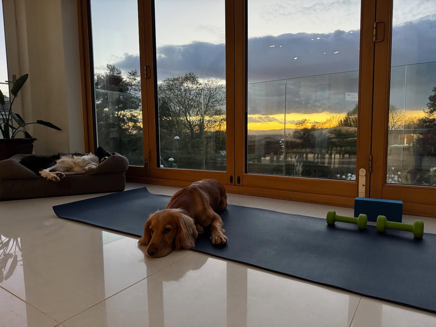 Sunday Sneak Peak and some garden shots.
Can you spot the props required for this week’s online session? #onlineyoga #bredonyoga #sunsetyoga #yogawithweights