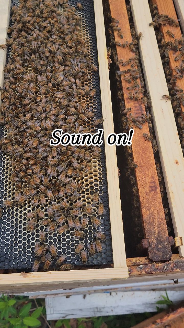 Do you checker board?!?!
#beekeeping #honeybees