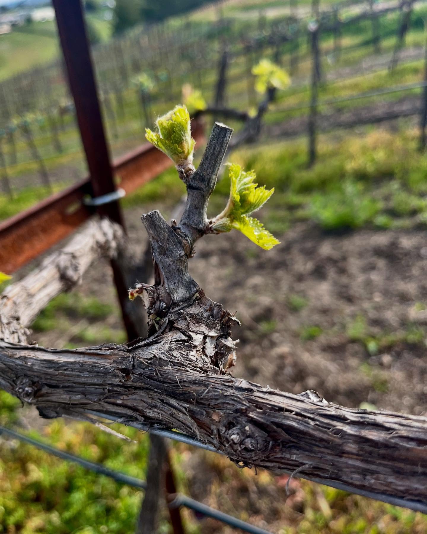 The vines are waking up! 🌿🌸 Our first bud break of the Spring season marks the start of a new chapter 🍇 at Estrella Norte Vineyard. Let’s raise a glass to the season ahead! #EstrellaNorteWines #NewBeginnings #VineyardLife #BudBreak #Springtime #Winelovers🍷❤️