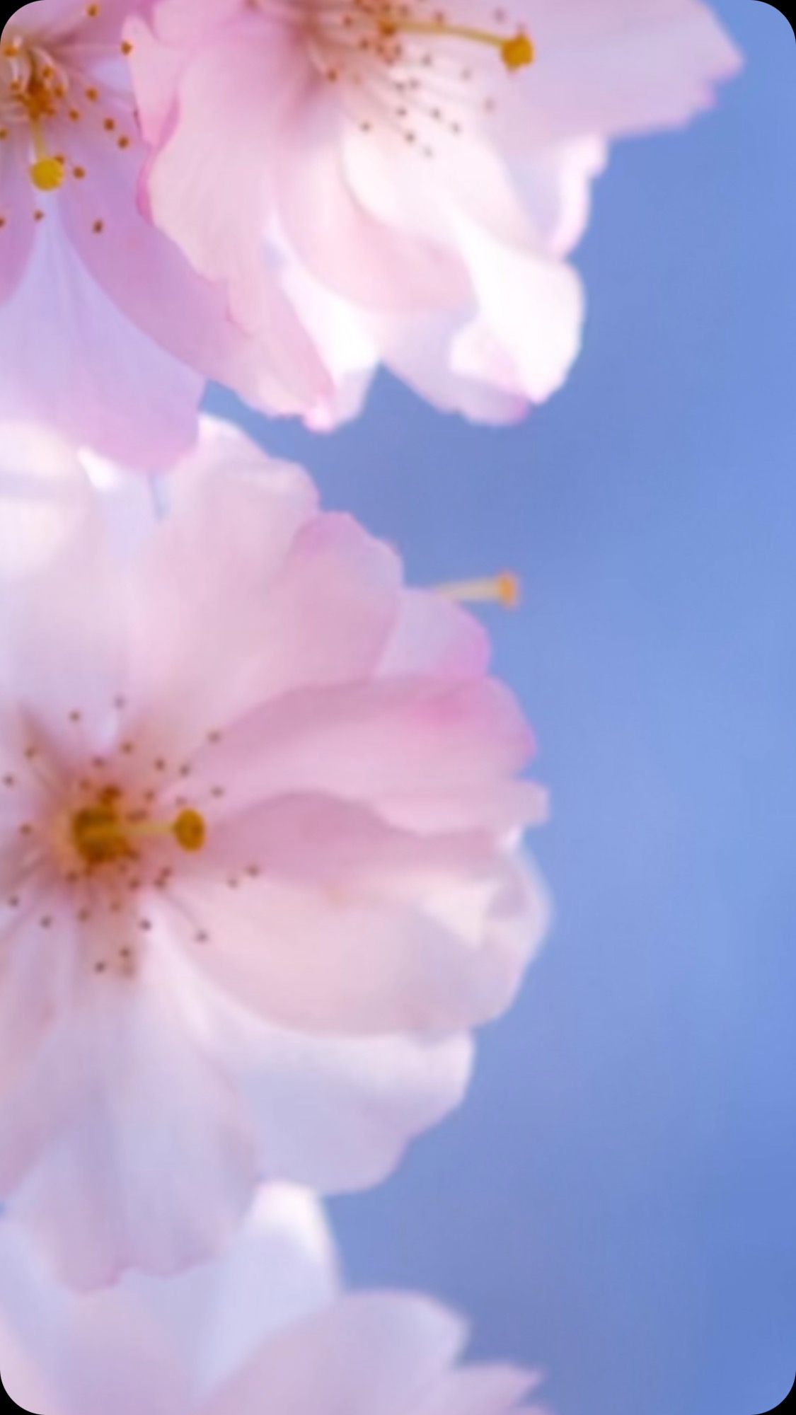 Jetzt ist diese Zeit im Frigoulet, wo die Kirschblüten sich in ihrer schönsten Pracht zeigen 🌸✨
Auf unserem Hochplateau stehen die Bäume in voller Blüte – weiss-rosa Wolken aus Blüten, die sich im Licht bewegen, als würden sie tanzen. Bei einer ruhigen Trekkingtour 🥾 oder wenn du mit dem Bike 🚵♂️ an ihnen vorbeiziehst, wirkt alles wie in Zeitlupe. Es duftet zart und süss, und für einen Moment scheint alles perfekt zu sein.
Die Kirschblüte dauert nicht lange – vielleicht ist es gerade deshalb so besonders, wenn sie da ist.