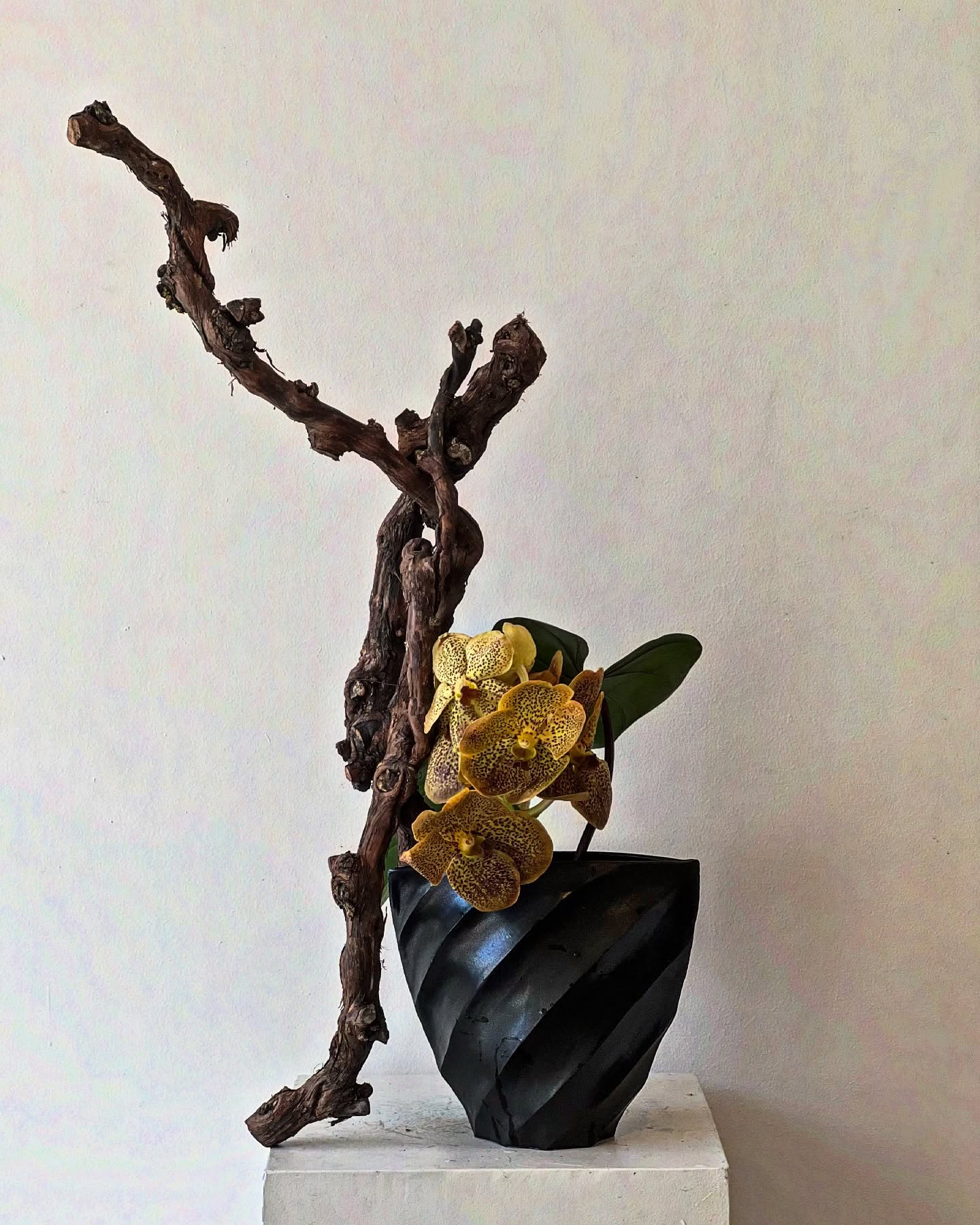 The curve of the branch stirs like a living creature.
Vanda orchid, its texture and markings whisper of wild animals.
In every plant, a hidden form of life reveals itself.
Ceramic @terunobu_hirata
#ikebana #grapetrunk #ikebanamelbourne