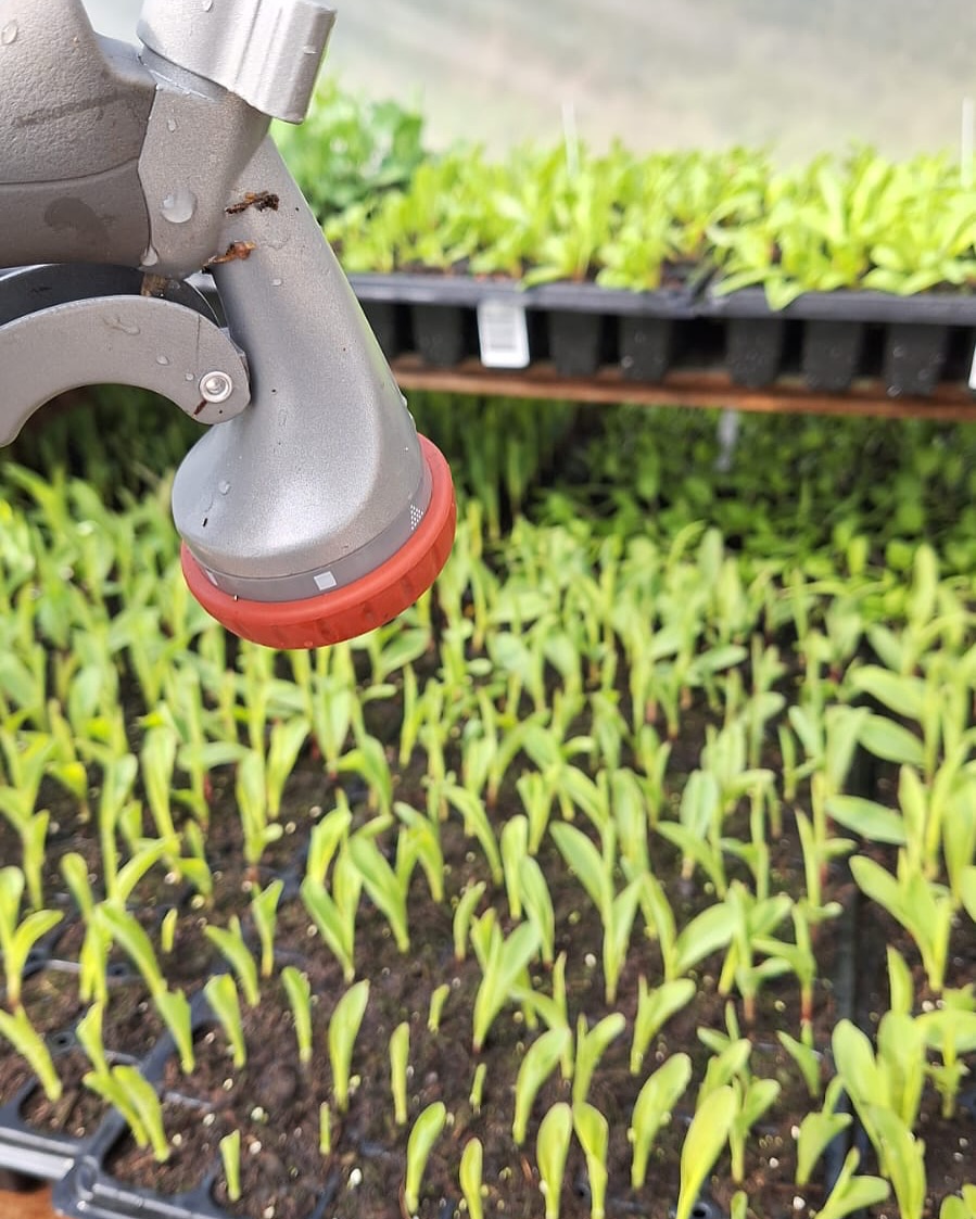 Tiny sprouts, big dreams! The garden is waking up and we’re here for it 🍀Our little seedlings are finally sprouting in the garden — can’t wait to watch them grow!