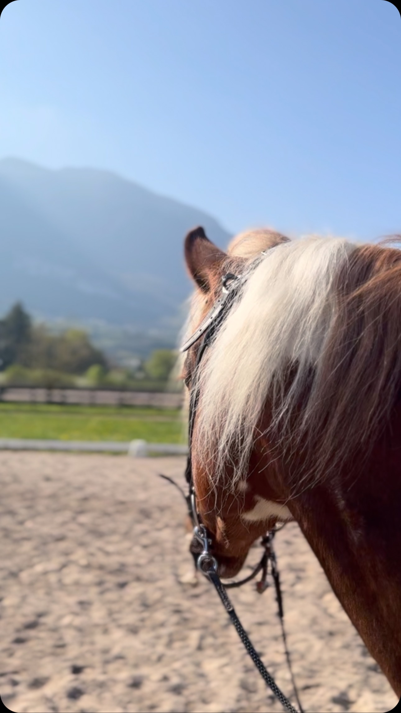 Atlas frá Bøgegarden – mehr als nur ein schöner Anblick.
Mitten im roten Tulpenmeer zeigt er seine sanfte Seite – kurz darauf unterm Sattel kraftvoll, konzentriert und mit echter Ausstrahlung.
Mit jedem Training wird er stärker, feiner und präsenter. Es ist eine Freude, diesen besonderen Hengst auf seinem Weg zu begleiten – als Trainerin und Weggefährtin.
Atlas frá Bøgegarden – più di un semplice cavallo bello.
Immerso tra i tulipani rossi mostra il suo lato dolce – poco dopo, sotto la sella, potente, concentrato e pieno di carisma.
Allenarlo è un vero piacere: cresce, si raffina e diventa ogni giorno più forte. Un compagno speciale, che rende il lavoro da trainer ancora più gratificante.
#AtlasfráBøgegarden #IcelandicHorse #Islandpferd #Reitzauber #Hengstpower #TrainerinMitHerz #StallionStyle #Tulpenmoment #AlpsColiseum #Pferdeliebe #Islandpferdepower #CavalliIslanda #EquestrianVibes #Gratitudine #CavalloSpeciale #cavalloislandese