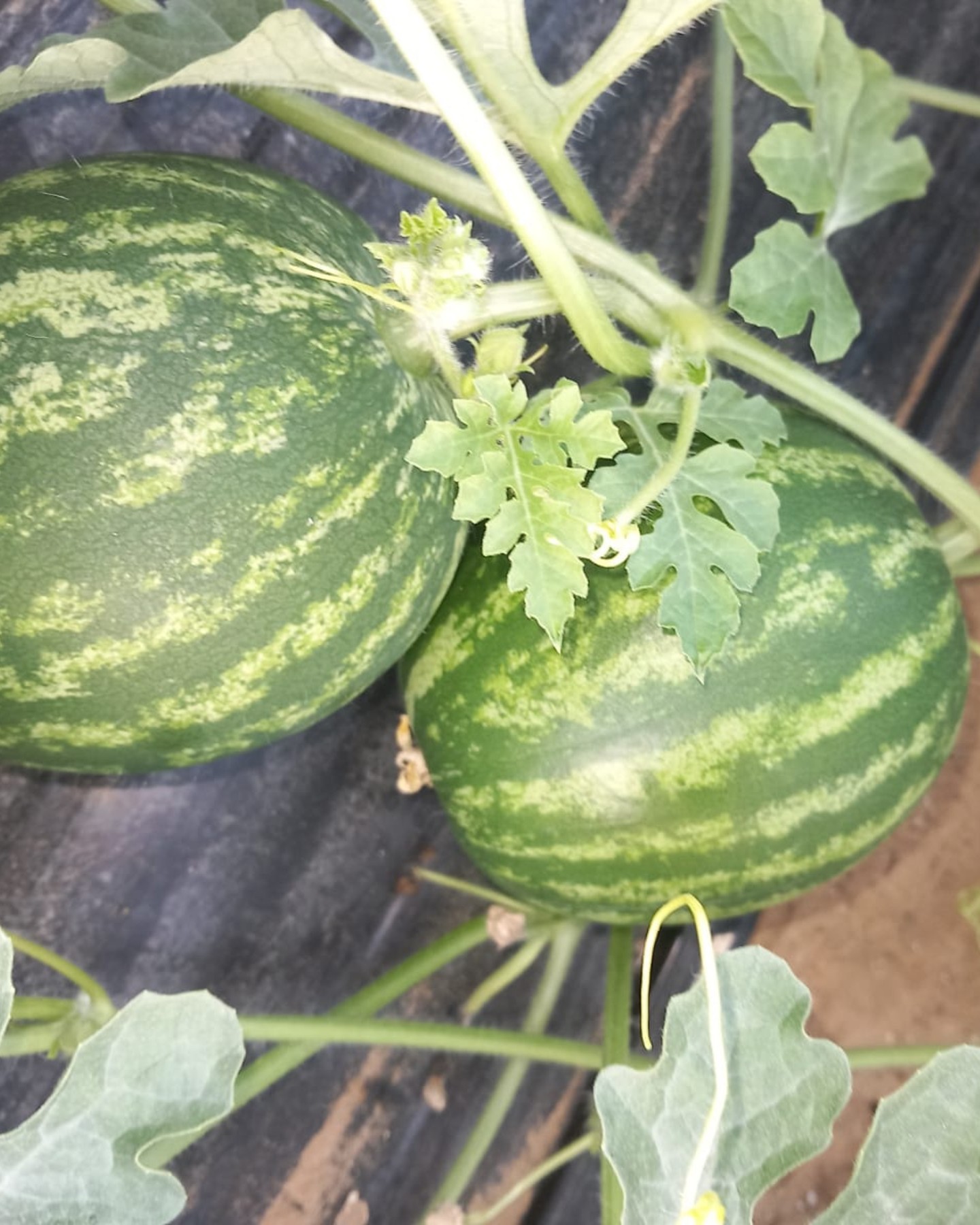 Meloni 🍉 - allegagione sicura in serra e tunnel, anche sotto stress ambientali
Verde, Ascoma e Compact stimolano l’induzione a fiore e favoriscono l’allegagione nei momenti chiave. In combinazione con Calcio, supportano questo processo anche in condizioni climatiche variabili, garantendone la resa.
Intact solution, la tua growing solution 🧡
#intactsolutions #growingsolutions #zeroresidue #zeroresidueagriculture #agricultura