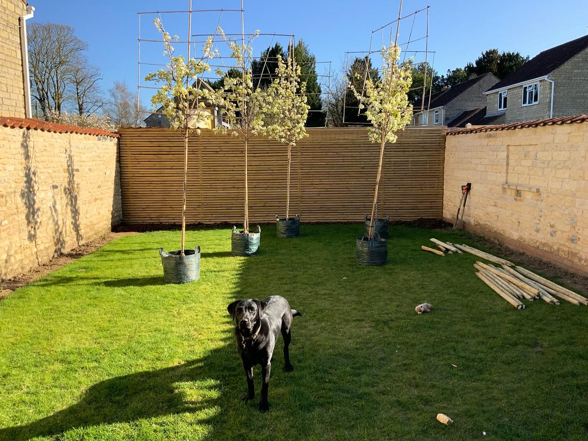 Screening trees looking great in their spring bloom 🌺 🌳