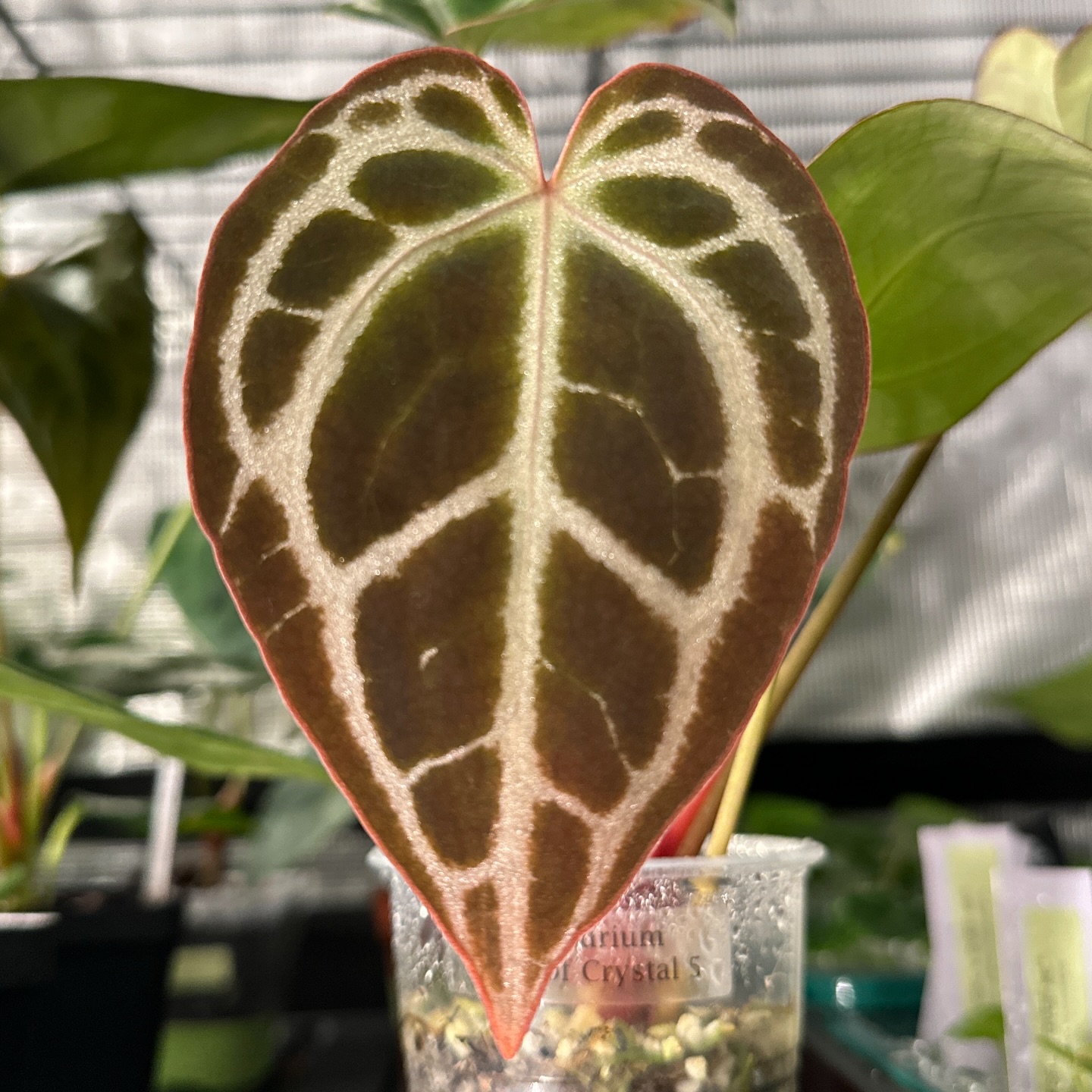 Anthurium King of Crystal
#anthuriumlovers🌱 #houseplants #rareplants #tropicalplants #rareplantspecies #houseplantsofig #thevelvetjungle