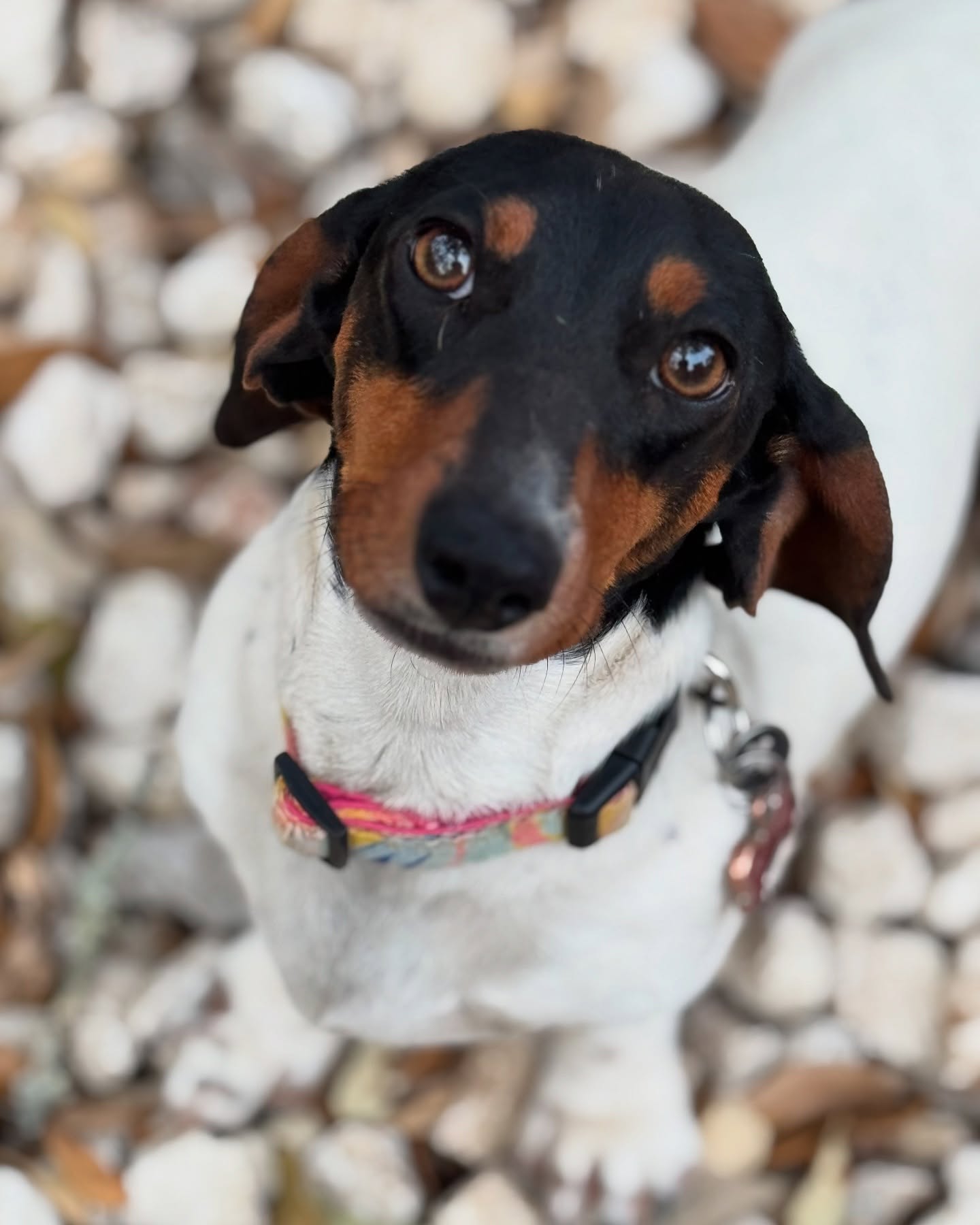 Rookie!
#petsitter #daushund #weeniedog #boerne #dogslover
