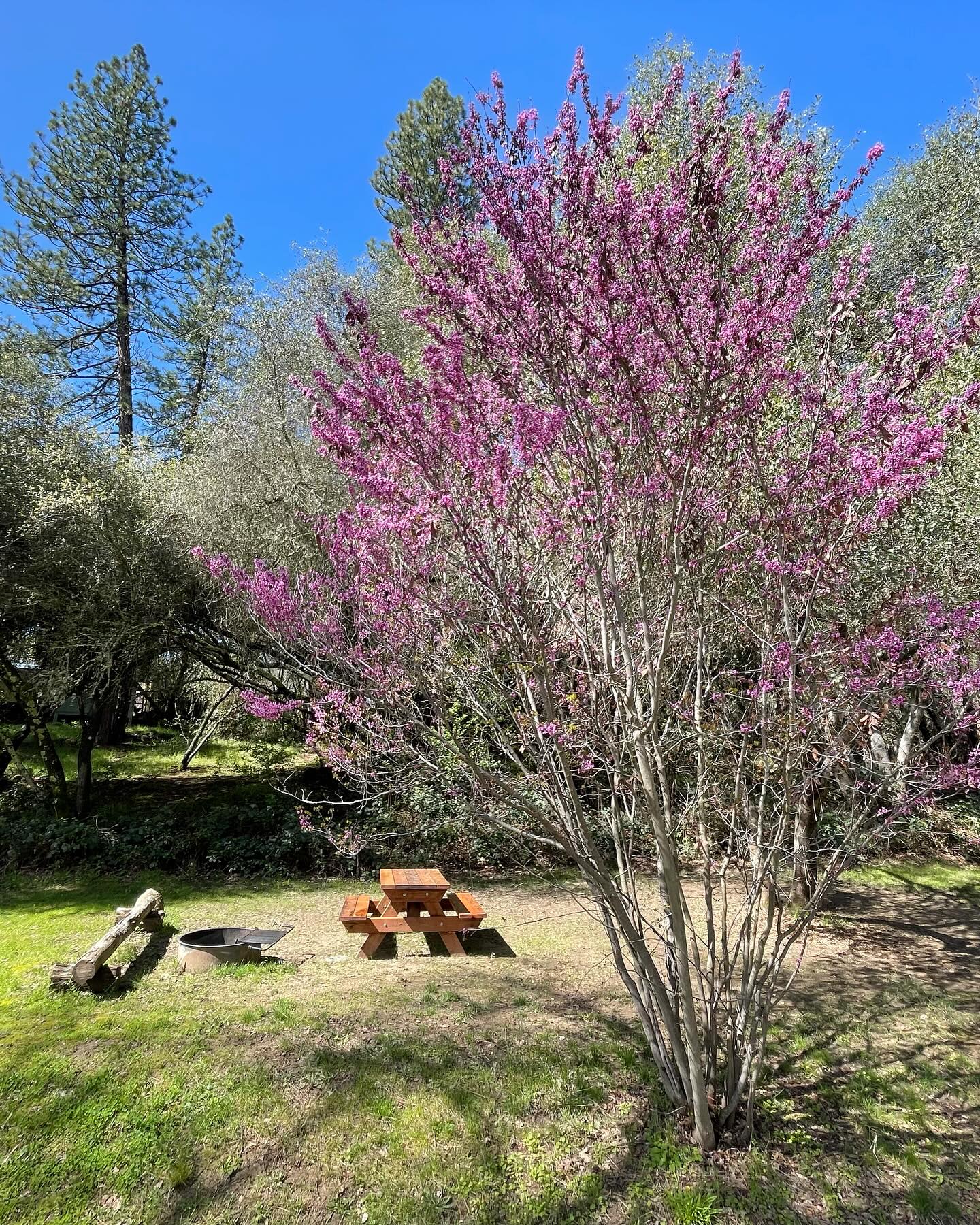 Spring is here! 🌷🌼
70 degree weather is in the forecast for the next week which means perfect camping weather 🤩☀️⛺️
The storms in March brought us much needed moisture 🌧️
The grass is green, flowers are blooming and the river is flowing great!
#southforkamerican
#rivercamping
#eldoco
#eldoradocounty
#sierrafoothills
#visitgoldcountry