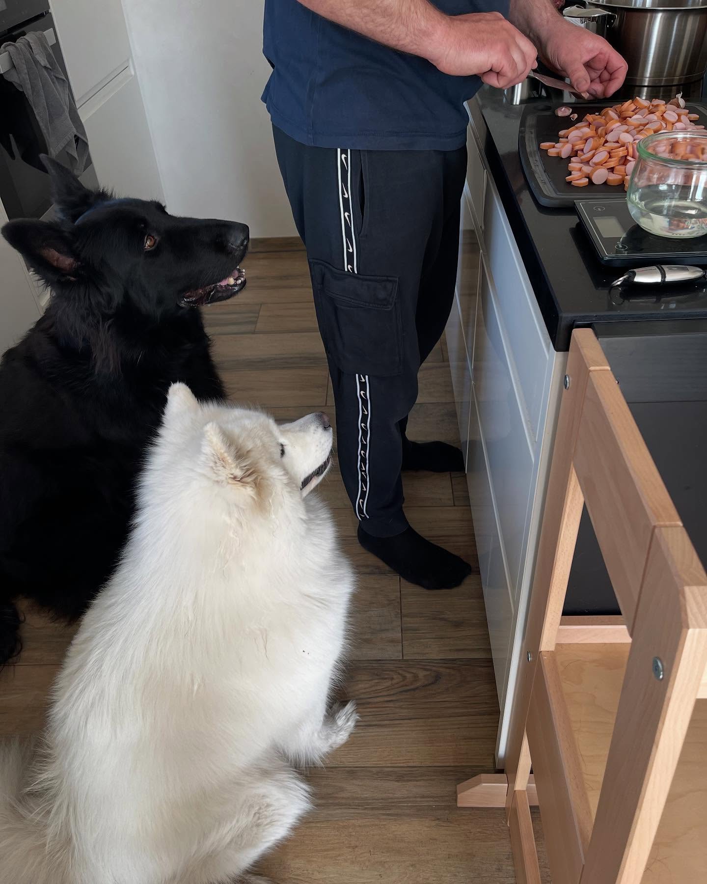Waiting for sausages 🤪 #samoyed #dogsofinstagram #doglovers #samoyedlovers #shepherd #shepherdlovers #hungrydog