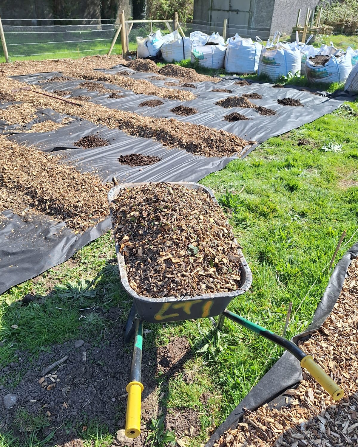Starting strong with bed prep!
We cleared the space, laid down landscape fabric to suppress weeds, and topped it off with a thick layer of organic mulch. Healthy soil, here we come!
#GardenPrep #NoDigGarden #SoilHealth #OrganicGardening #MulchMagic #LandscapeLife #SpringPlanting #SustainableGrowing 🍀👩🌾🌸
