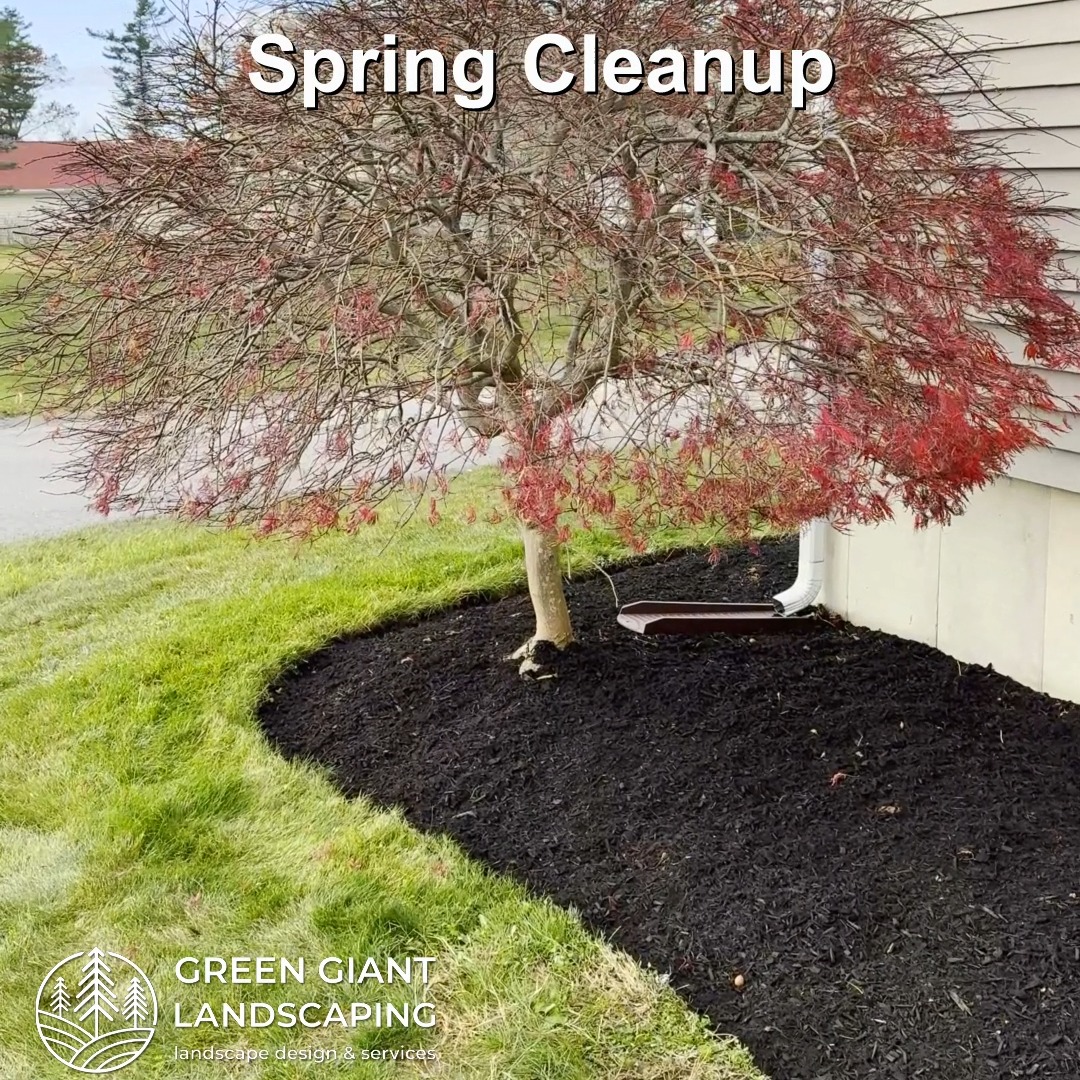 Sping Cleanup 2025: Important lawn and plant cleaning
Landscaping Southeastern, MA.
Call now for your free quote!
Plants installation
Tree and shrub care
Seasonal cleanups
Bobcat services
Old overgrown shrubs removal
Mulch installation
Garden maintenance
Professional Landscape Design.
https://www.greengiantlandscaping.com/
Phone:
+1 413-406-9094
#landscaping #landscapedesign #gardening #gardendesign #landscaper #landscapearchitecture #treeandshrubtrimming #mulch #Massachusetts #southshore #newton #boston #hingham #marshfield #scituate #NewtonMA #scituatema #milton #canton #wellesleyma #SpringCleaning #shrubtrimming #shrubcare #plantingseason #plantingtrees #plantingdesign #gardentransformation #springcleanup