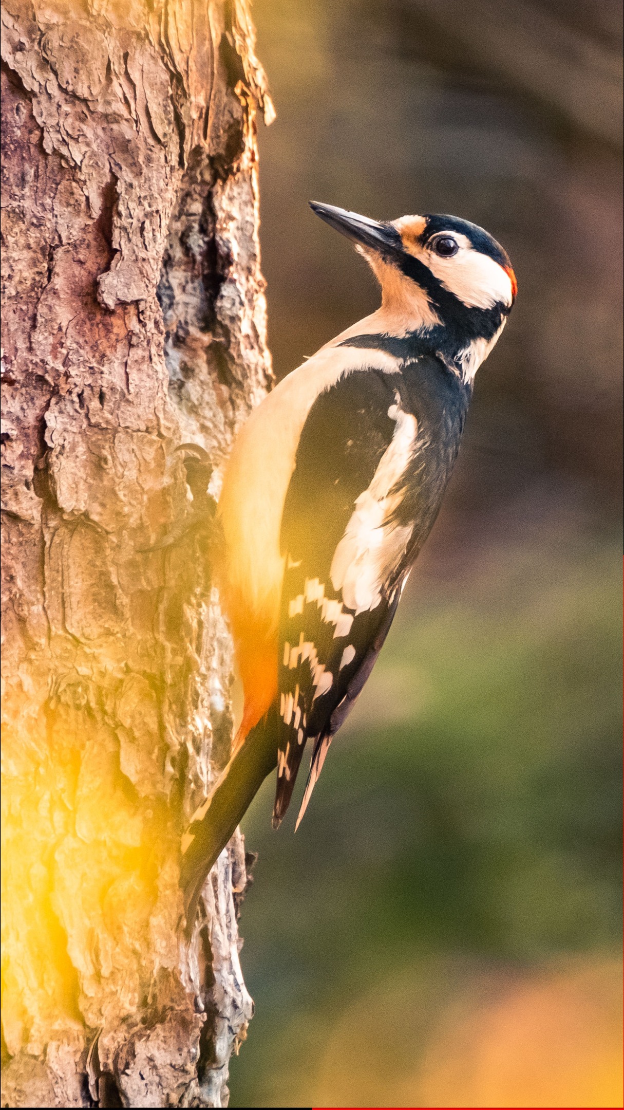 Affût au pic épeiche 🐦
Malgré une panne moteur qui nous bloque depuis maintenant une semaine à Marbach en Autriche, nous ne nous laissons pas abattre et profitons de la nature environnante.
Nous y avons repéré une loge de pic épeiche le 1er jour, installé un affût le 2ème, et nous sommes levé très tôt le matin du 3ème jour pour avoir une chance de le voir de près sans le déranger en cette période cruciale.
Le mâle et la femelle s'y sont relayés et nous ont offert un spectacle magique 🍀
#wildlife #picépeiche #affut #nature_obsession #birdsphotography #ornithology #photographieanimalière