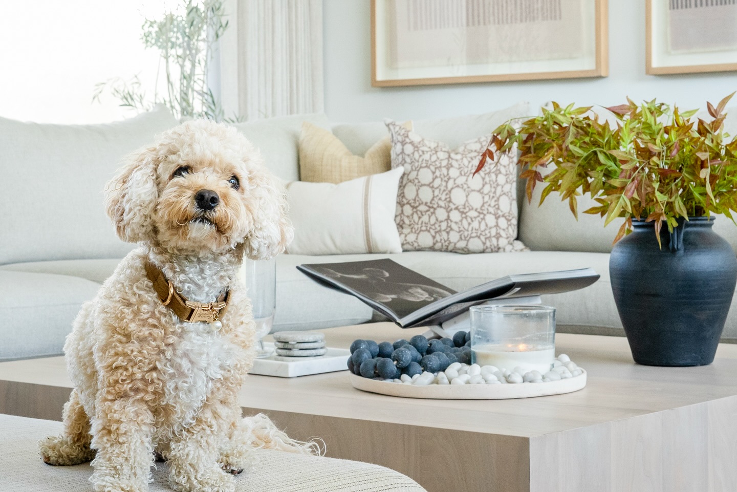 We love designing spaces your dogs will enjoy too. 🐶 😉 So tell me, is your pet allowed on your furniture?