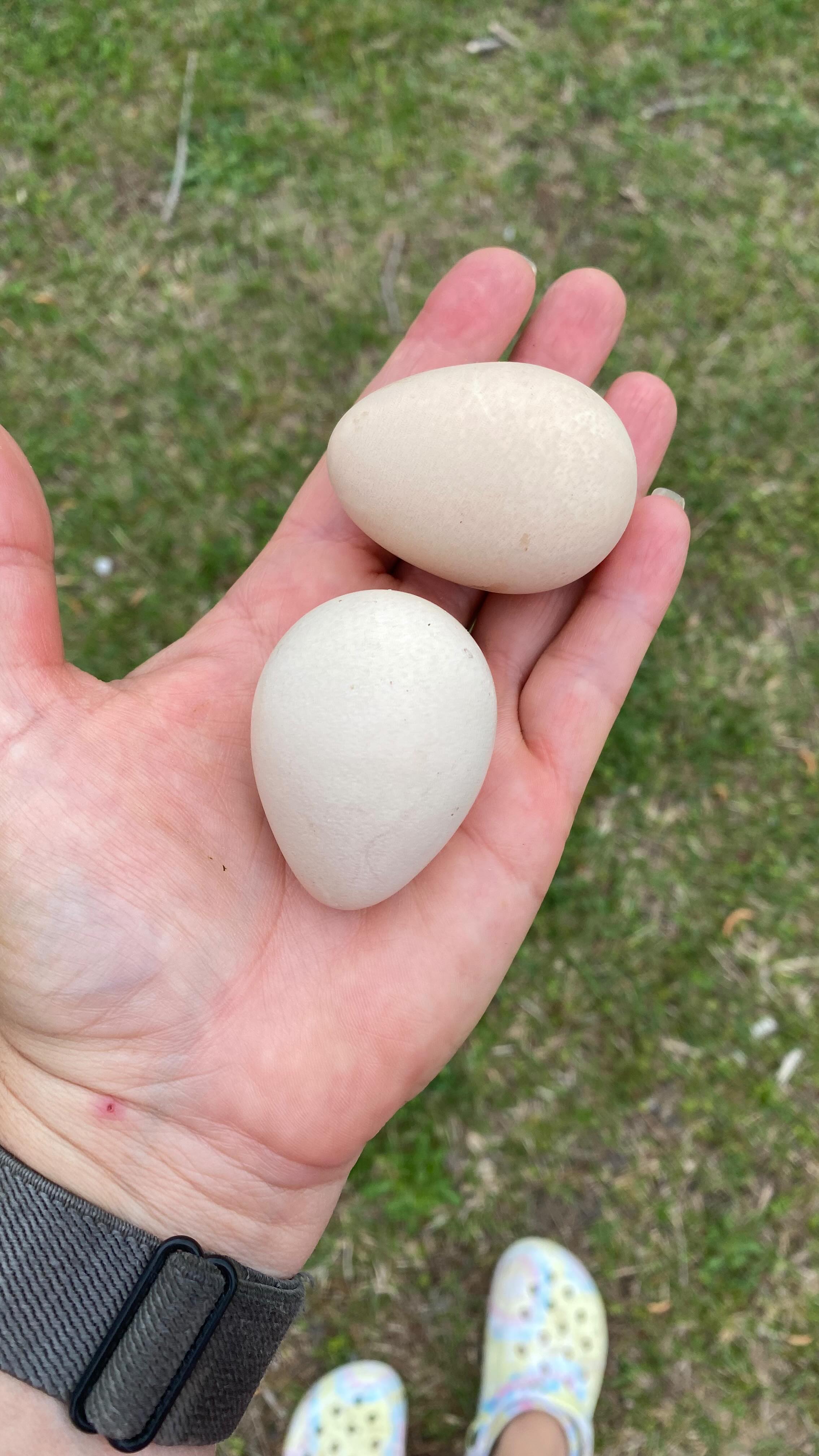 Silly guineas. I guess we won’t be burning up this wood pile this month. I counted 25 eggs today. Guinea hens will share a nest until one sits to hatch them out. This nest could easily grow to 75-100 eggs. Once the hen goes broody, it takes 28 days for baby keets to hatch.
They will be available for sale as we have plenty of guineas right now! So if you’re interested, check back next month!
#guineafowl #farmlife #eggsofinstagram