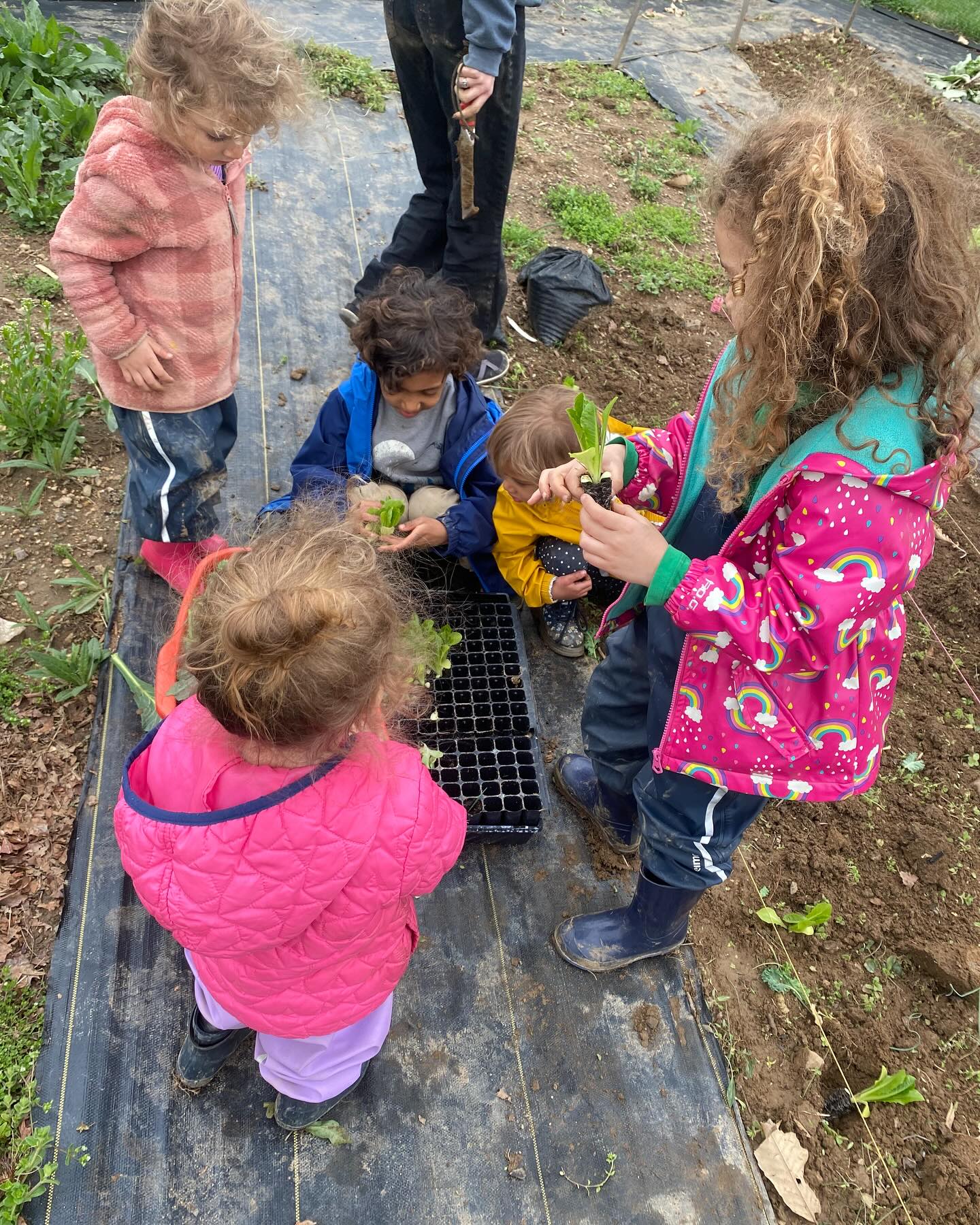 Spent the day in the garden planting salad greens! Big thanks to @chestercountyfoodbank for the seedlings. Planting season has arrived and we need your help! Join us in fighting food insecurity - together we grow💪🏽 #soil #incrediblenature #mothernature #veggies #springgardening #growsomethinggreen