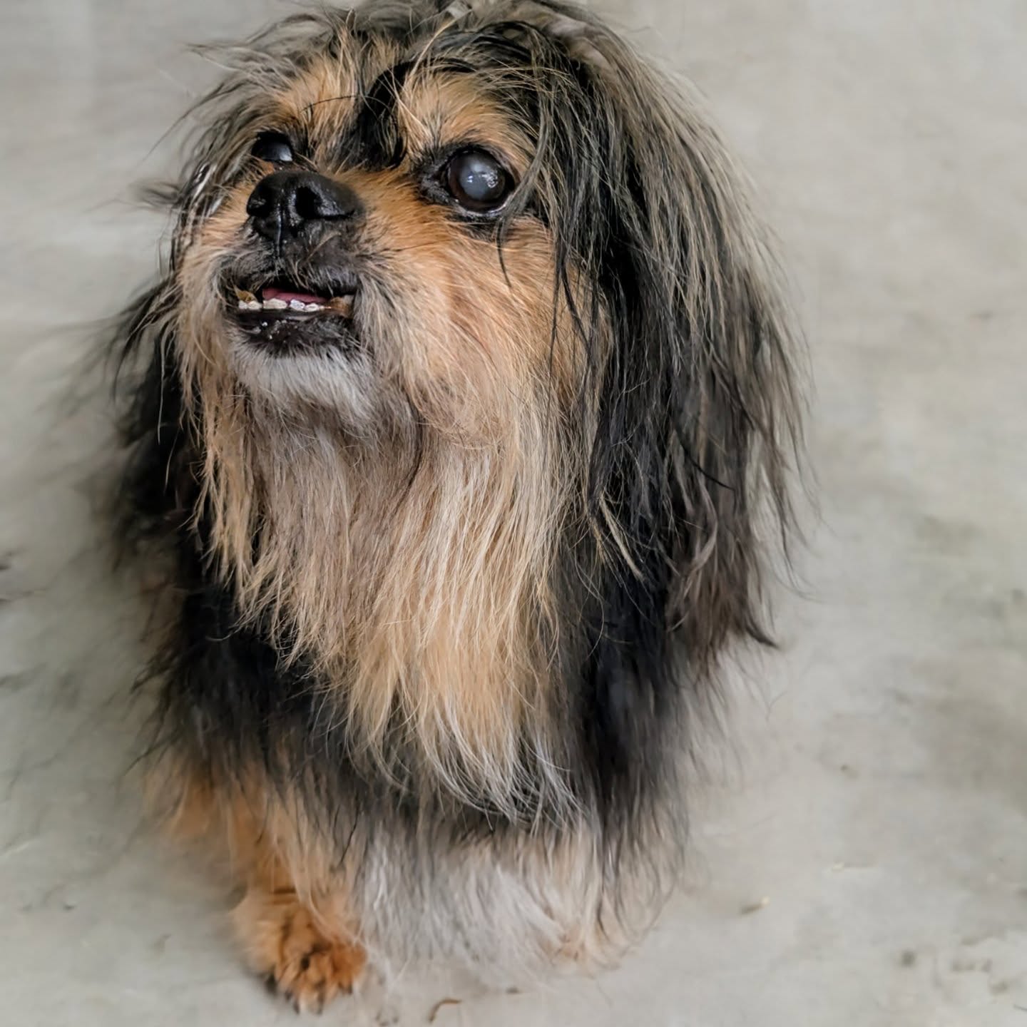 Stuggi 😍
#hundefriseur #hundefrisör #doggroomer #dogmakeover