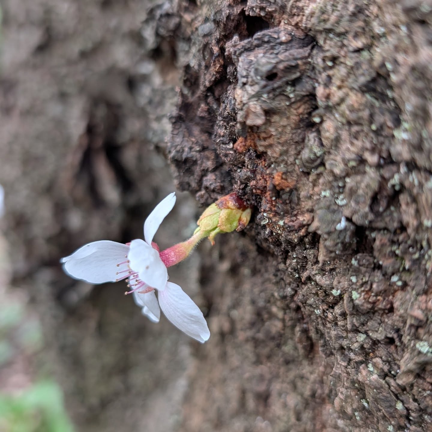 #いたち川さくら🌸根もとから可愛い花が1輪。こんにちは!