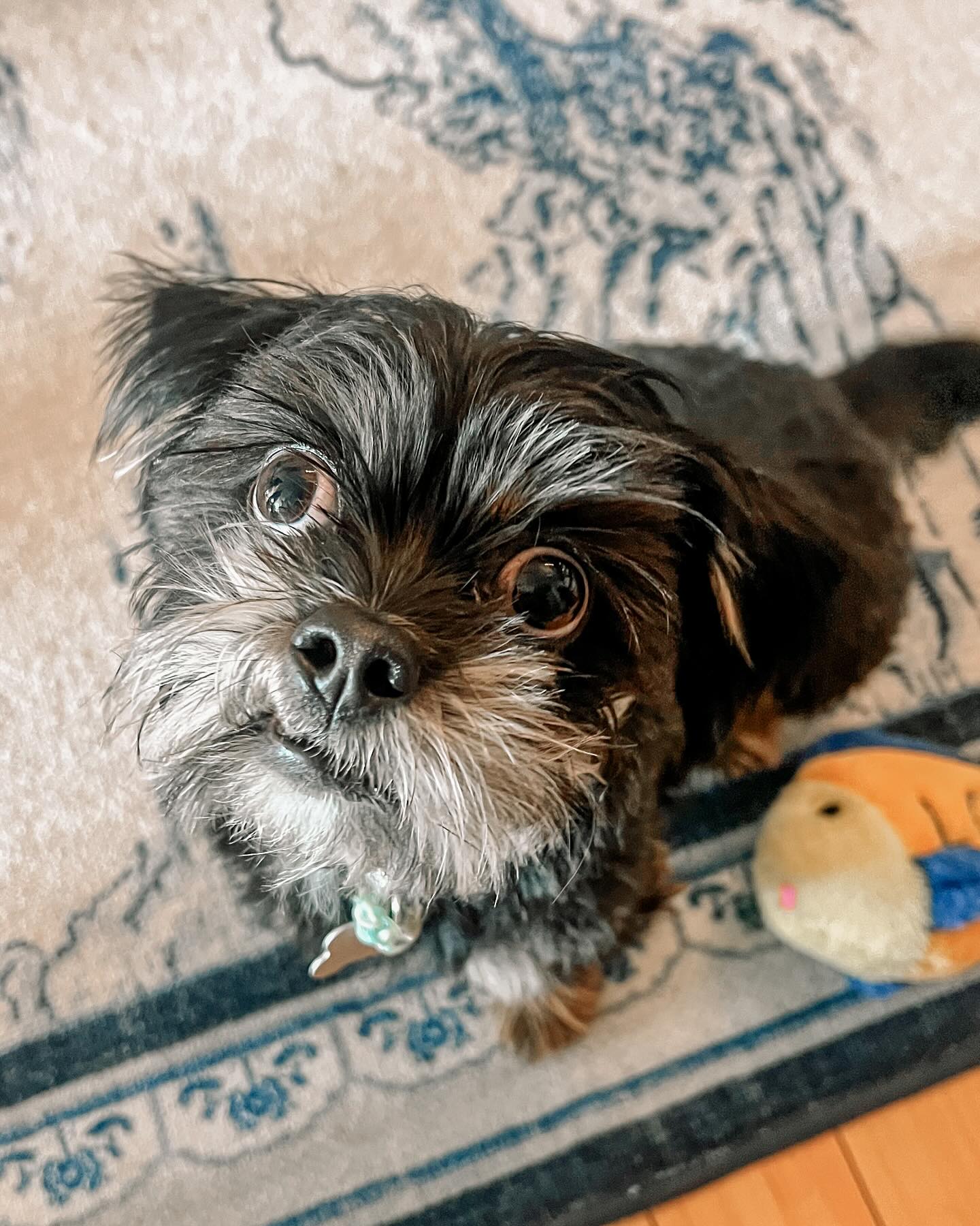 Missing this little face since we’ve had to hit ‘paws’ on training for Spring break. He’s such an eager learner, and I’m excited to hear how his trained behaviors were ‘generalized’ (aka practiced in new environments) and how everyone’s experience went!”