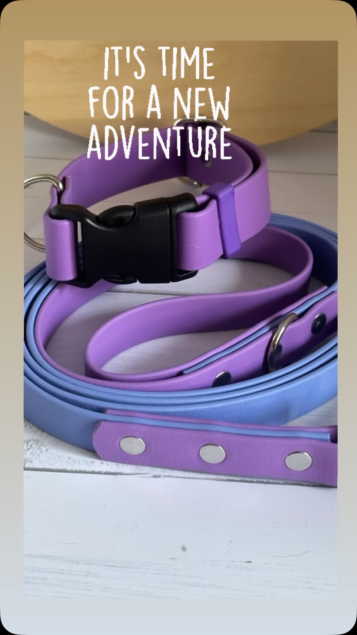 #buylocalbc #yvrdogs #langleybc #bcdogs #yvrdogsofinstagram #dogsofcanada #buylangleybc #elbowsup