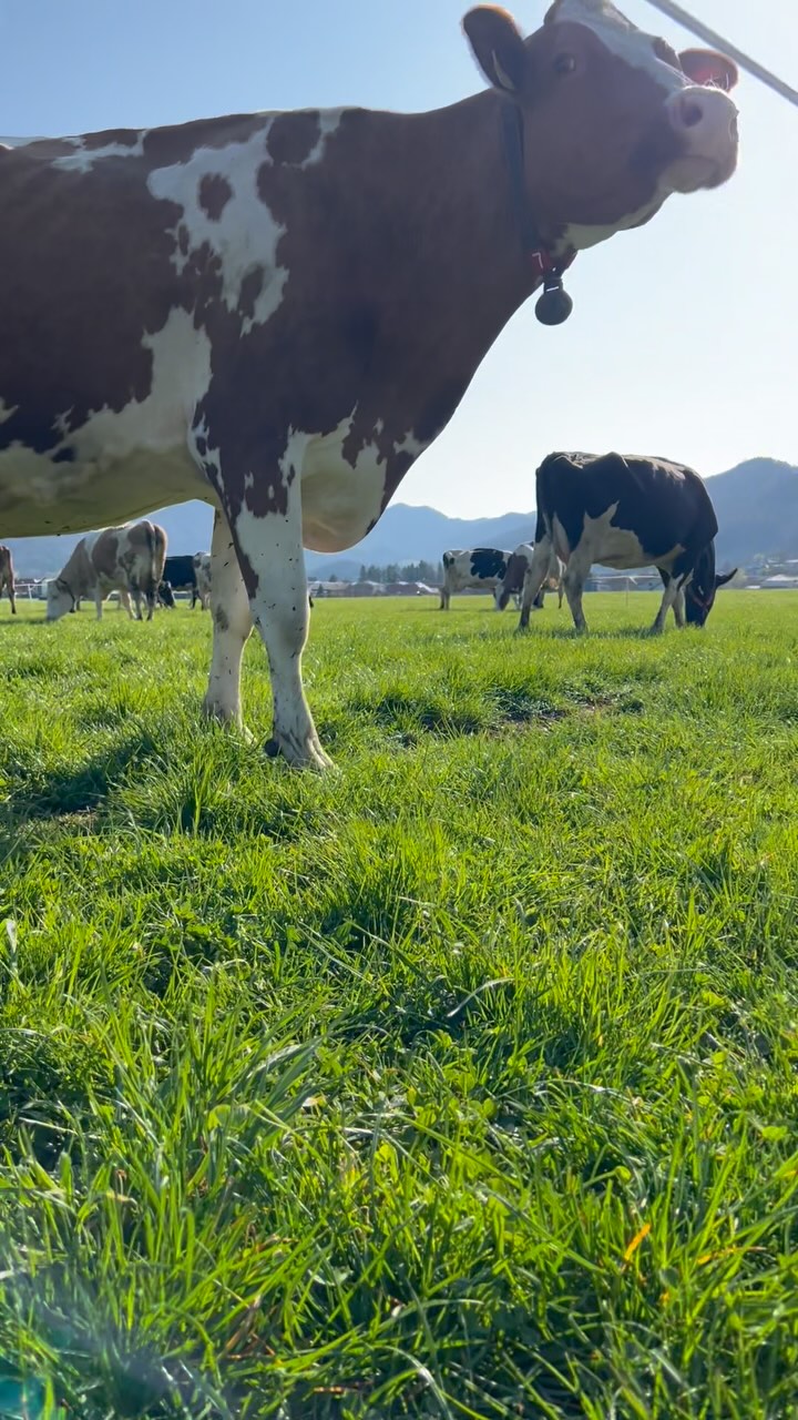 Start in die Weidesaison 🥳 saftiges Grünfutter für beste Biomilch! Das macht doch einfach happy, oder?
#biomilch #weidehaltung #schönertag #saisonstart