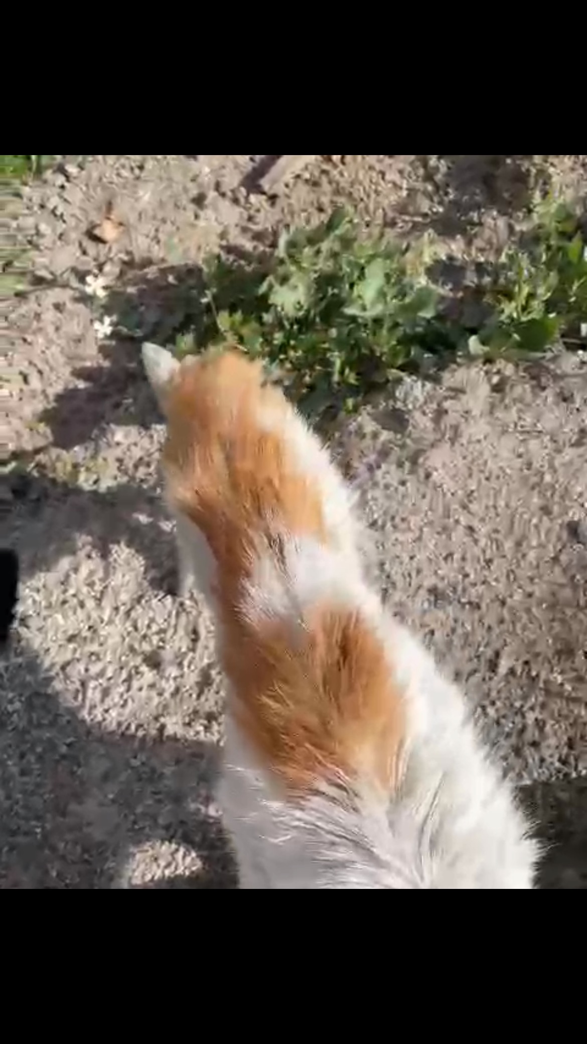 We found this poor cat on the streets in a terrible state—just skin and bones, severely malnourished. 💔 It’s heartbreaking to see animals suffering like this, with no one helping 😔
For now, we’ll be keeping this little one under close supervision, making sure they get the care they need. Once they’re healthy enough, we’ll release them back to one of our cat feeding hubs, where they’ll have access to food and ongoing care.
No animal should have to starve on the streets, but this is the reality for stray cats. We will do the hard work, but we need financial support for their food and veterinary care. Please consider donating to help us save more animals.
Every little bit makes a difference and donations can be made via the PayPal link in our bio.
.
.
.
.
.
.
#helpstreetcatsanddogs #cat #cats #streetcat #rescuecat #straycat #donate #share #sponsoracat #catsinneed