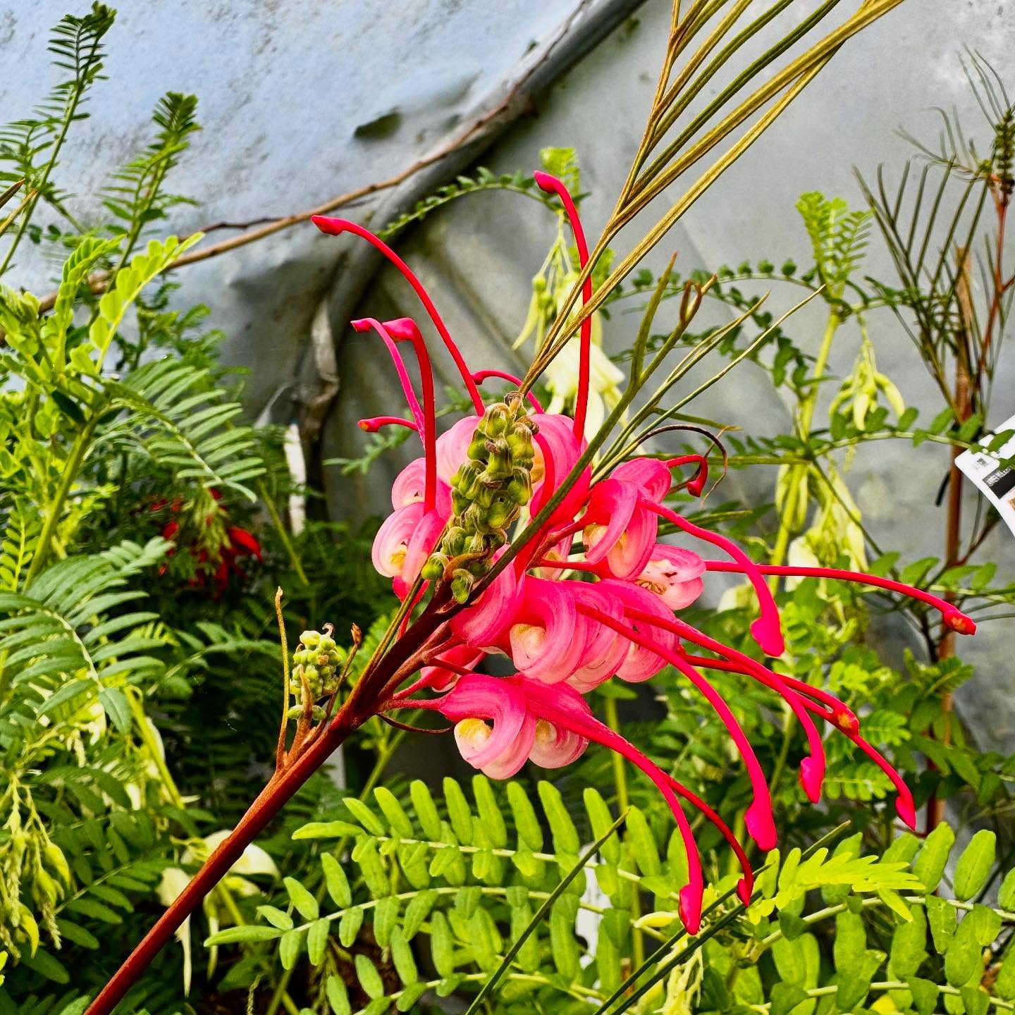 You can tell it’s spring as no time to post! Pre orders are running smoothly couple of delays on plants but on the whole we are working through them, I’ll leave you with this rather nice #grevillea johnsonii flower 🌺 #spring #springishere #exoticflowers #plantsmakemehappy #gardning