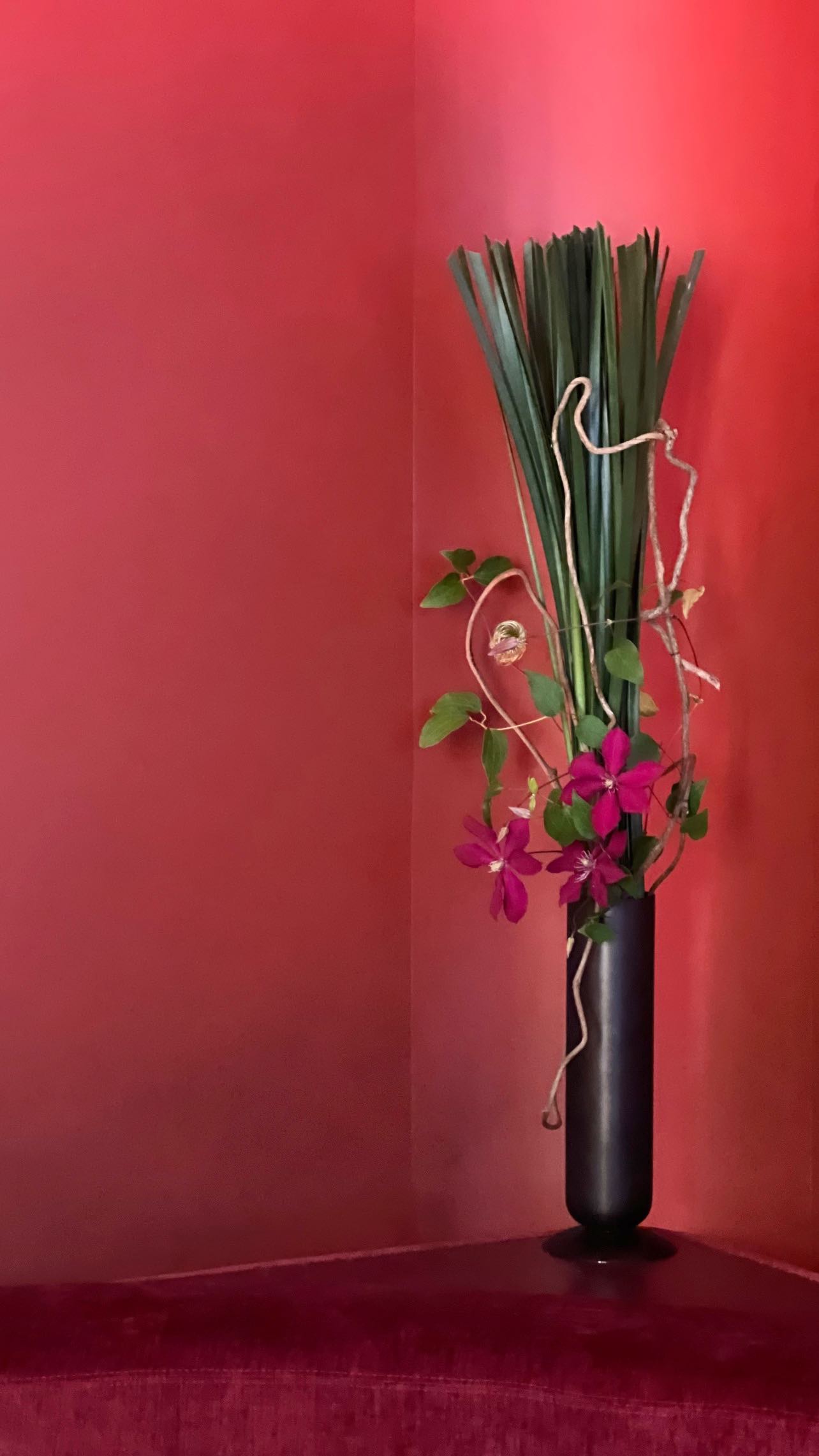 Clematis winds with gentle grace—soft yet strong, quiet yet unshakable. An elegant whisper of nature’s strength.
Flowers @alamedahomestead
Venue @australianopen