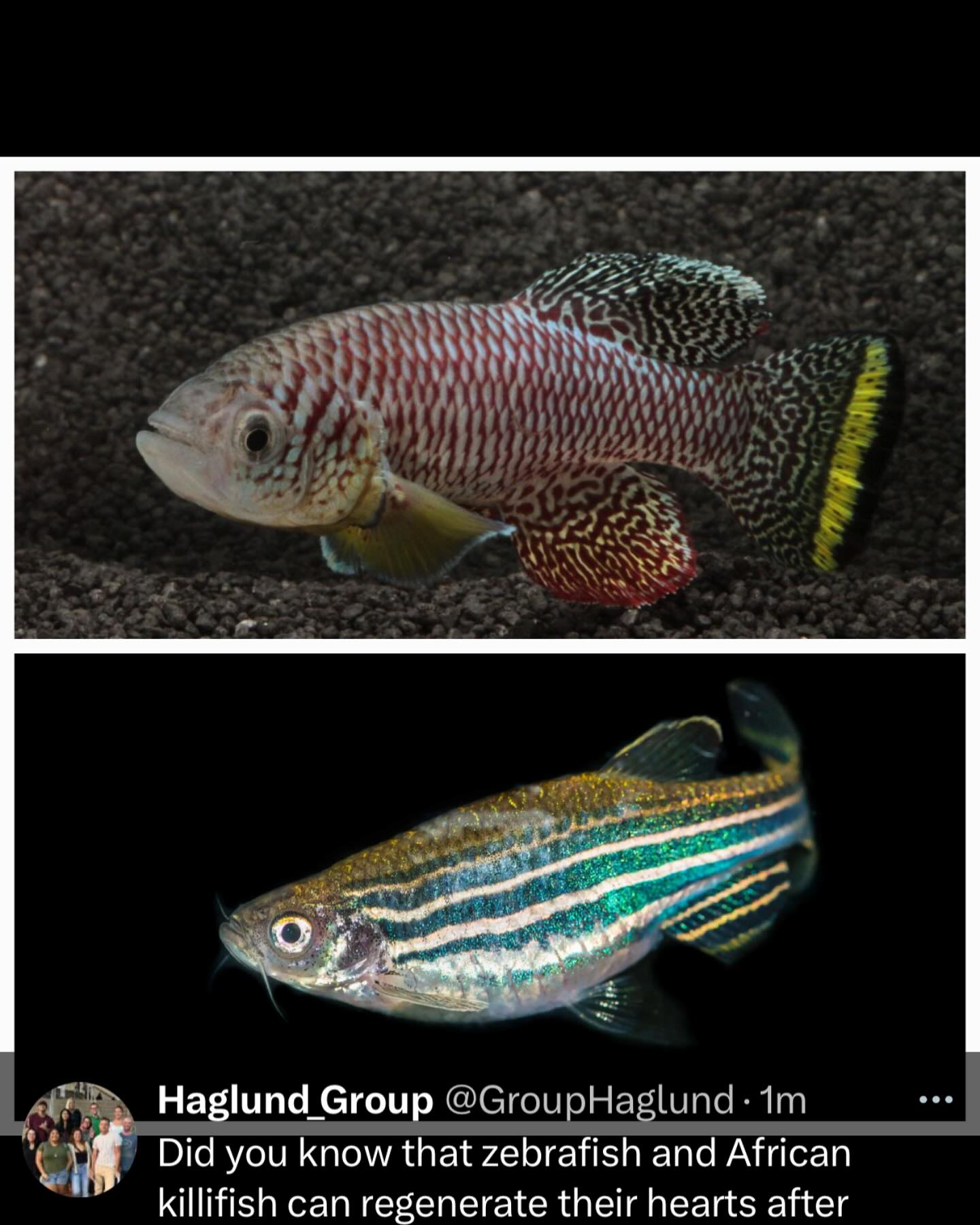 Did you know that zebrafish and African killifish can regenerate their hearts after injury? Unlike humans, these remarkable fish have a natural ability to regrow damaged heart tissue by stimulating cardiomyocyte proliferation. With their simple two-chambered hearts (an atrium and a ventricle), they offer an exciting model for studying cardiac regeneration—and may one day help scientists unlock ways to repair the human heart.
Reference: https://pmc.ncbi.nlm.nih.gov/articles/PMC7830602/
#fish #heart #funfacts #funfactfriday #funfact #scientificfacts #hawaii #universityofhawaiiatmanoa #uhm #universityofhawaiia #uh #science #DNA #chromosomes #researchgroup #haglundgroup #drhaglund