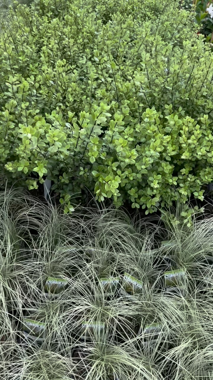 Another Monday and another cracking combo of plants going out to @bunnings for our VIC store allocations!! 💚🌱
This week we’re sending:
🌿 Pittosporum ‘Mean Screen’ in 20cm pots
🌿 Carex ‘Frosted Curls’ in 14cm
Keep your peepers peeled for our stock hitting a Bunnings near you soon 💥👀
.
.
.
.
#australianlandscaping #wholesaleplants #morningtonpeninsula #gardensupplies #gardeningaustralia #bunningswarehouse
