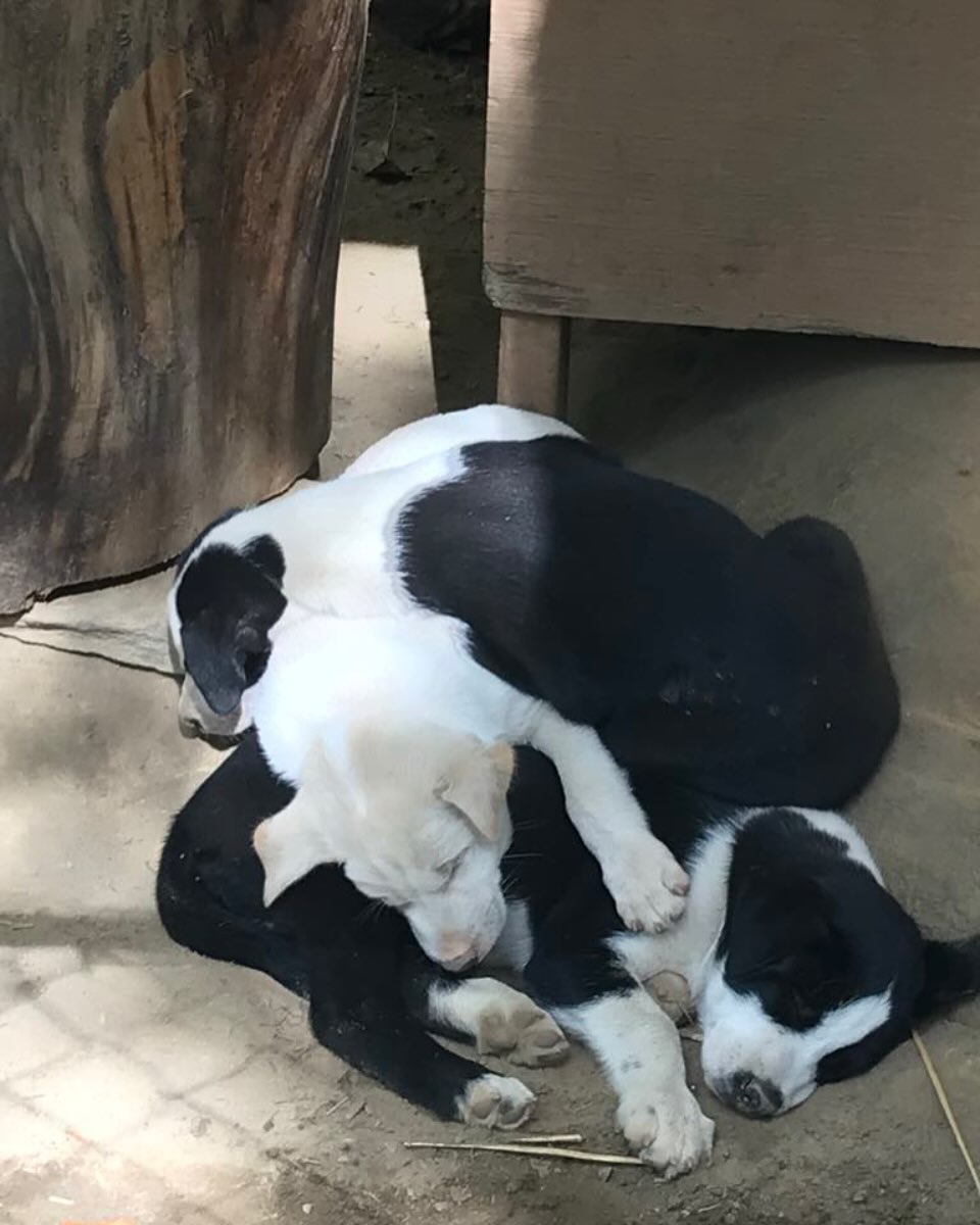 Puppy pile!! Come back to camp and see them again! #hilltownsleddogs !
