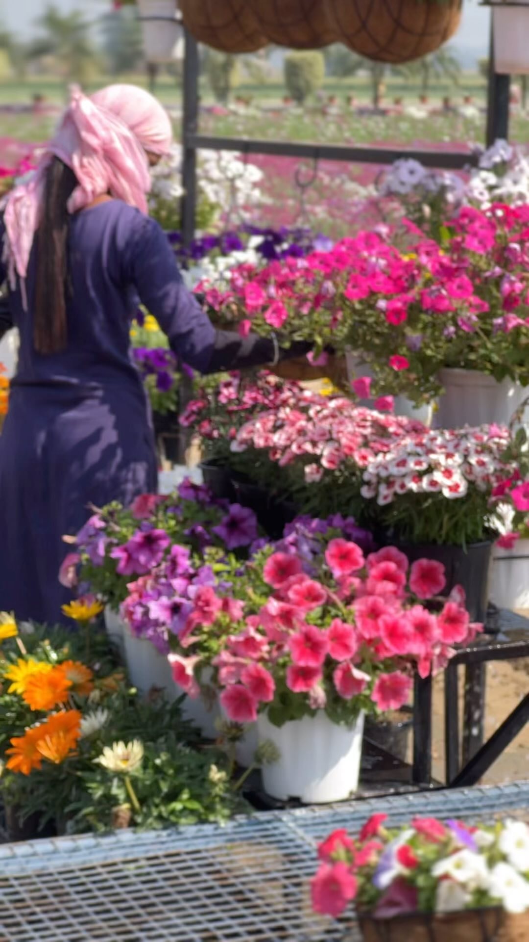 🌞 Summer Watering Tips for Healthy Flower Pots! 🌿💦
The summer heat can be tough on your plants, but with the right watering techniques, your flower pots will stay fresh and thriving! Here’s how:
🌅 Water in the Morning or Evening – Avoid midday watering to reduce evaporation and sun scorch.
💧 Deep, Slow Watering – Ensure the roots get a thorough soak rather than just wetting the surface.
🪴 Check Soil Moisture – Stick your finger an inch into the soil; if it’s dry, it’s time to water.
🌱 Mulch for Retention – Adding mulch or pebbles on top of the soil helps retain moisture.
🚰 Use a Drip Tray – Helps retain excess water and prevents quick drying.
❌ Avoid Overwatering – Yellowing leaves or soggy soil? Reduce watering frequency!
Keep your plants happy and hydrated this summer! ☀️🌸 #WateringTips #HealthyPlants #SummerCare #BiocarveSeeds